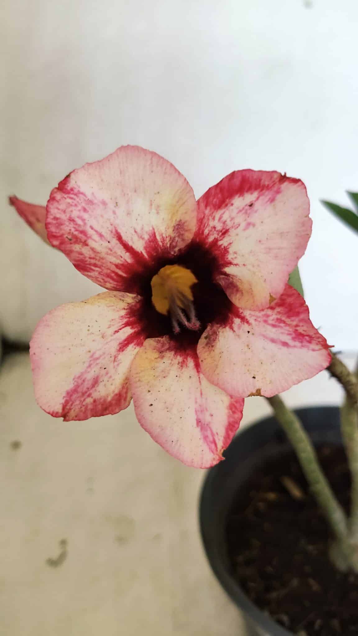 Planta Simples 3349 – 25cm – 01 ano - foto 3
