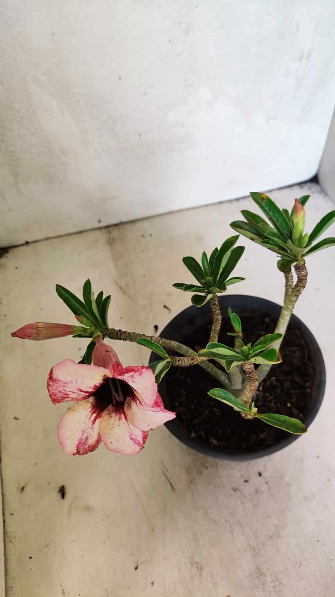 Planta Simples 3349 – 25cm – 01 ano - foto 4