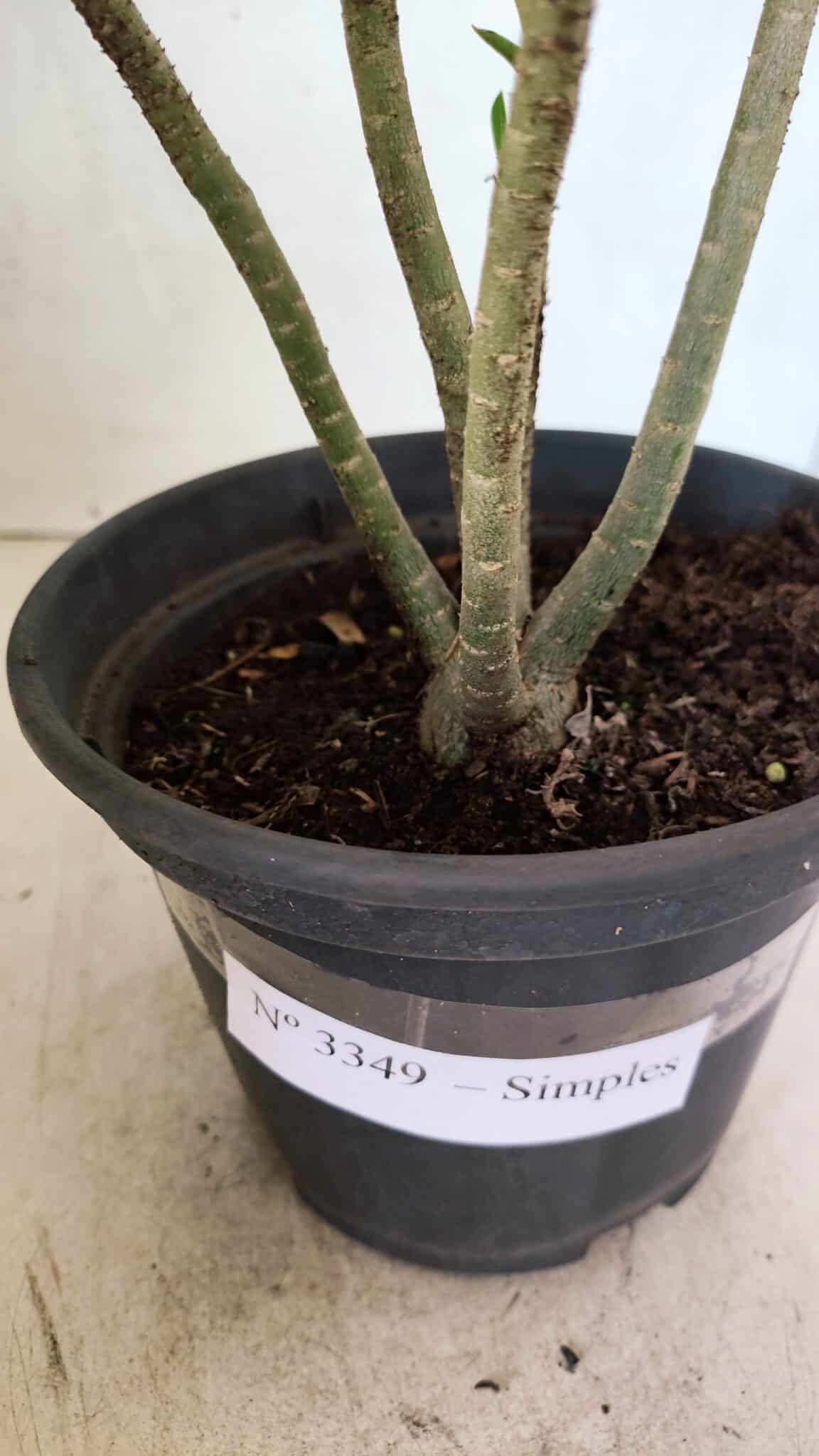 Planta Simples 3349 – 25cm – 01 ano - foto 6