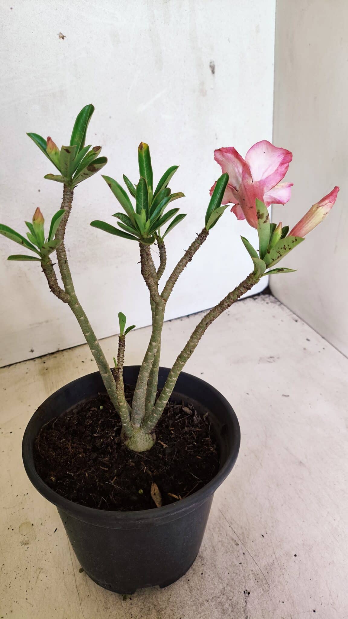 Planta Simples 3349 – 25cm – 01 ano - foto 5