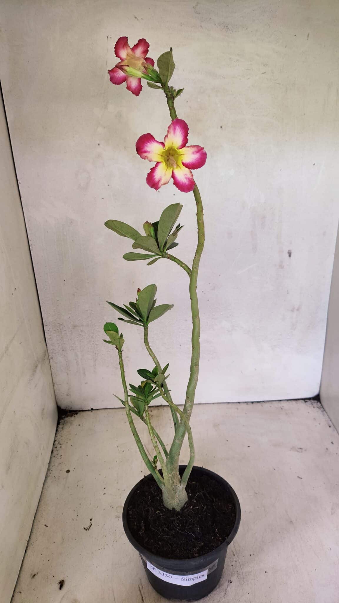 Planta Simples 3350 – 35cm – 03 anos - foto 2