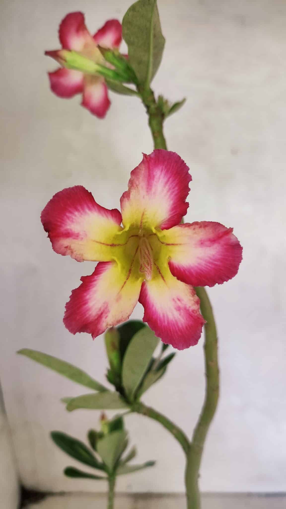 Planta Simples 3350 – 35cm – 03 anos - foto 3