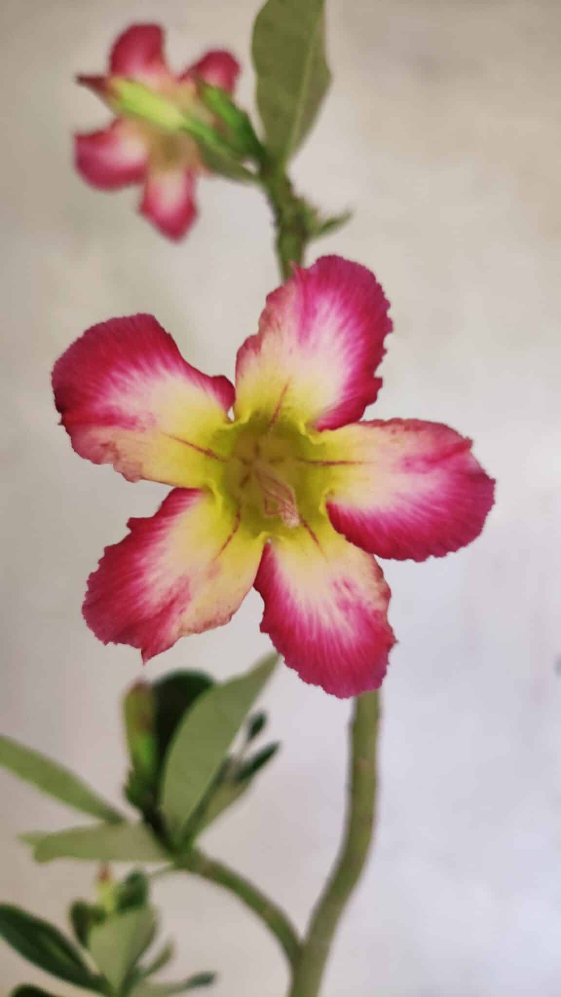 Planta Simples 3350 – 35cm – 03 anos - foto 4