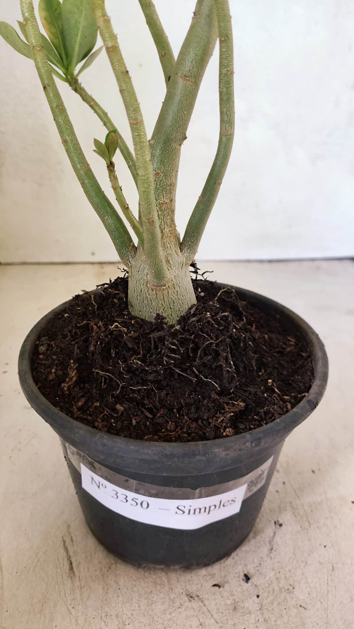 Planta Simples 3350 – 35cm – 03 anos - foto 6