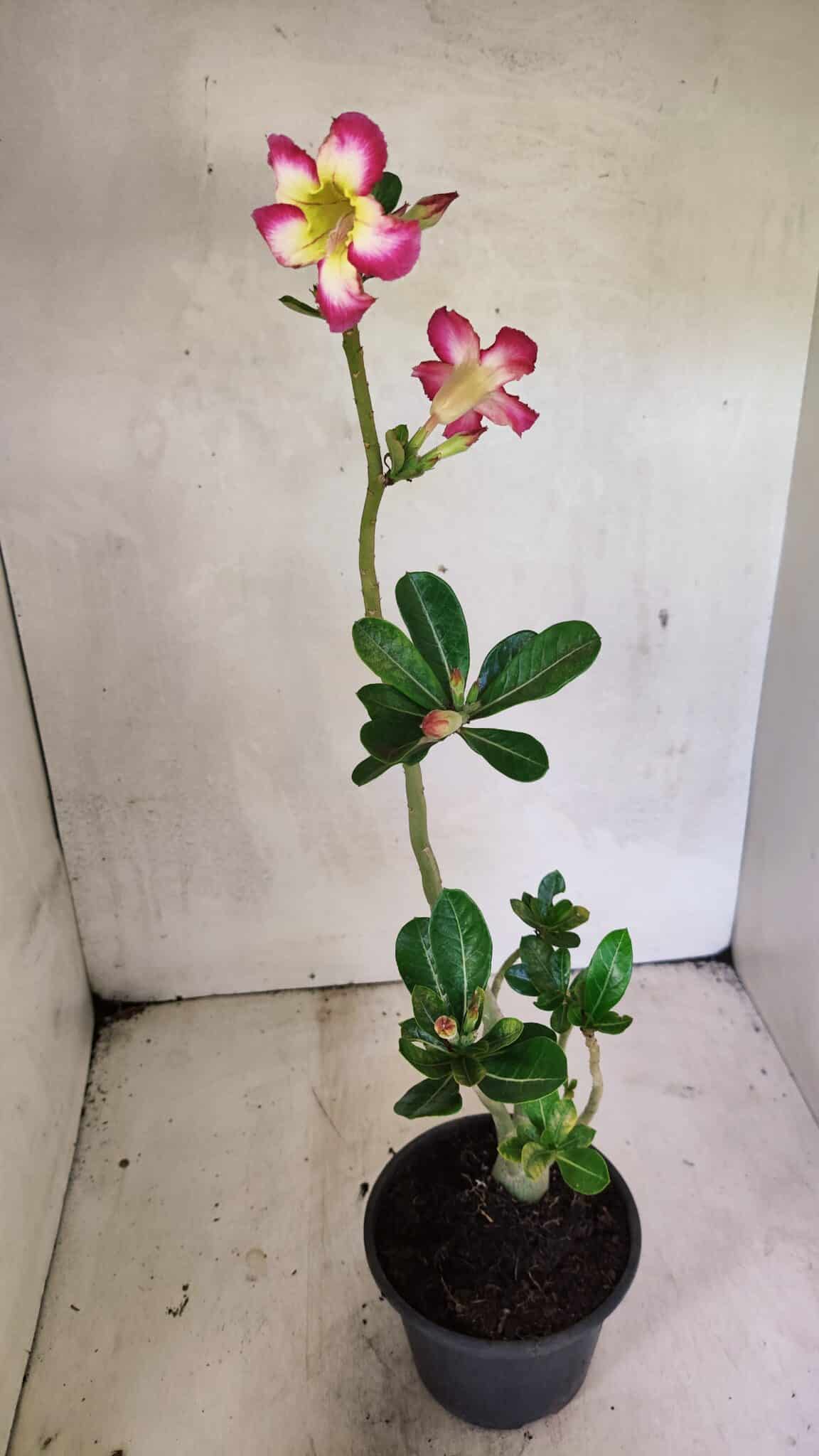 Planta Simples 3350 – 35cm – 03 anos - foto 5