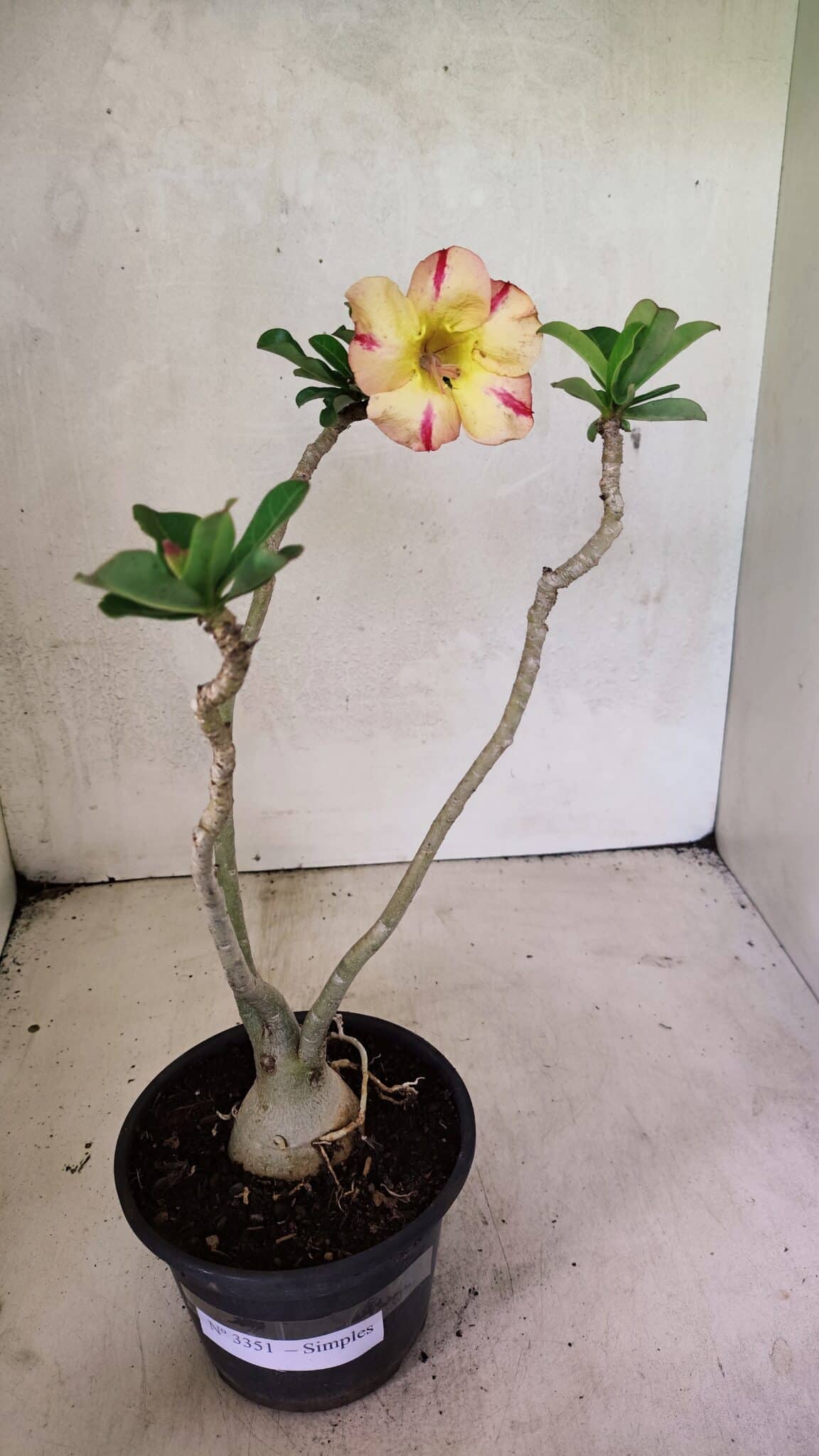 Planta Simples 3351 – 35cm – 03 anos - foto 2