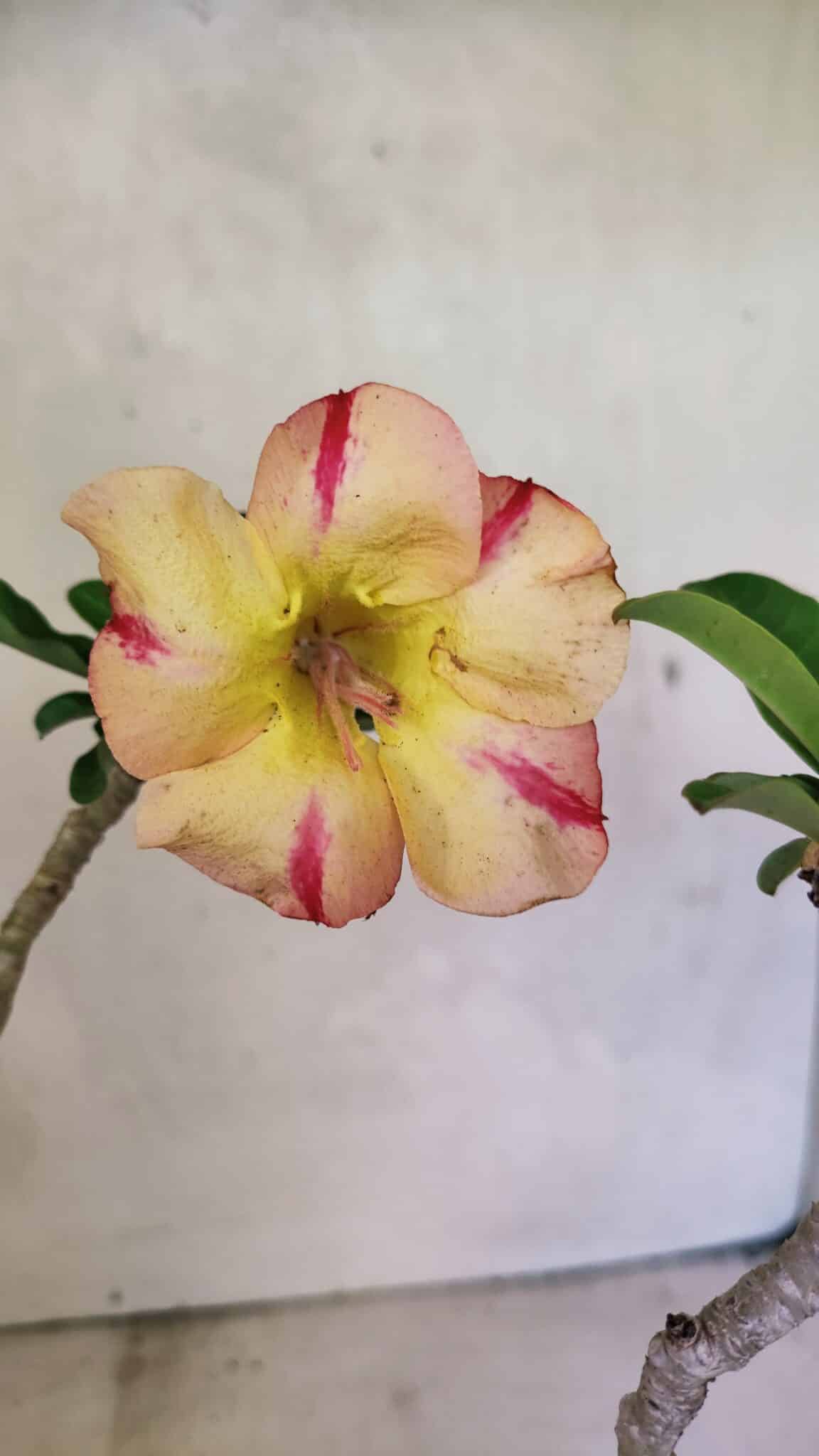 Planta Simples 3351 – 35cm – 03 anos - foto 3