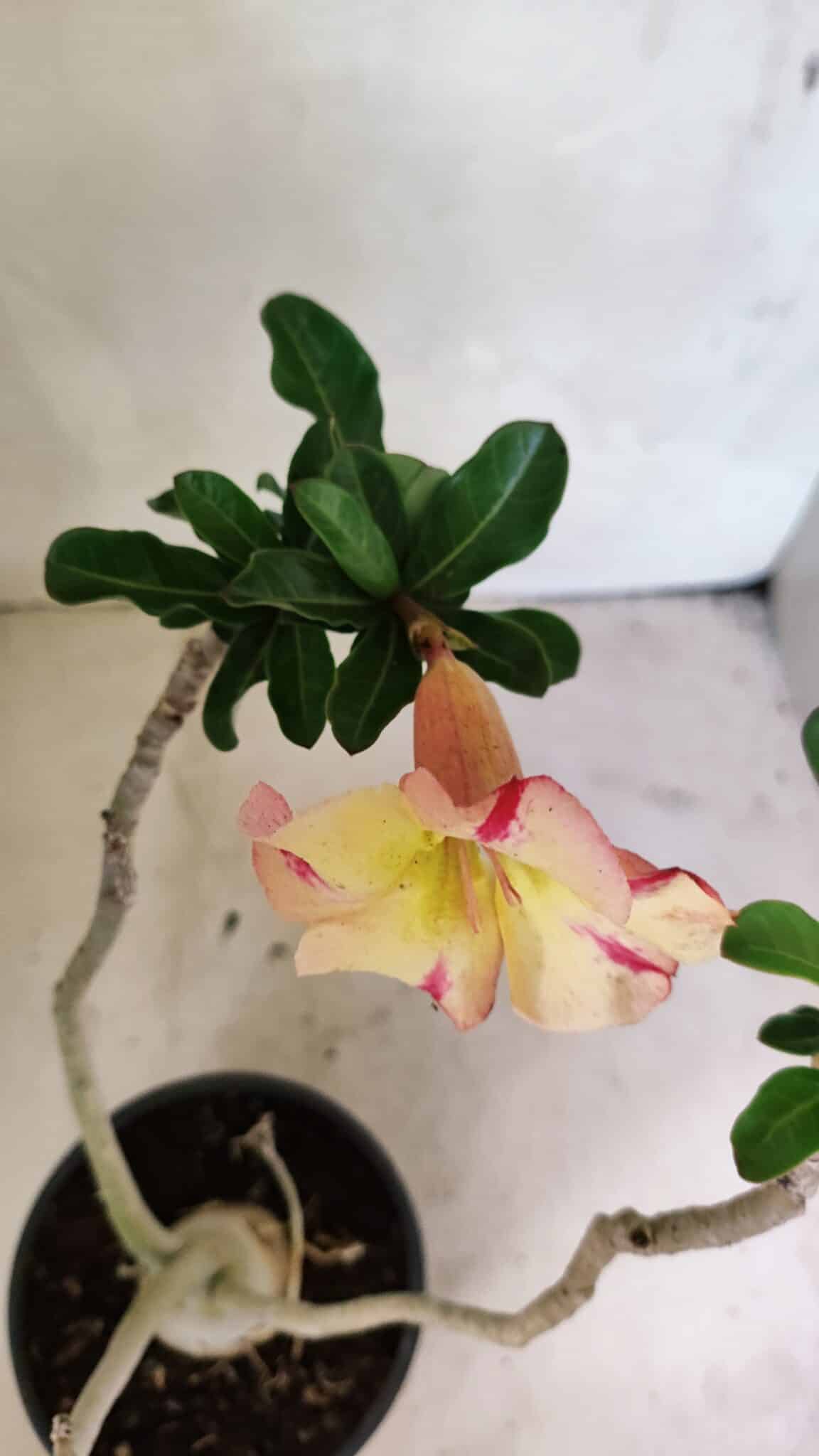 Planta Simples 3351 – 35cm – 03 anos - foto 4