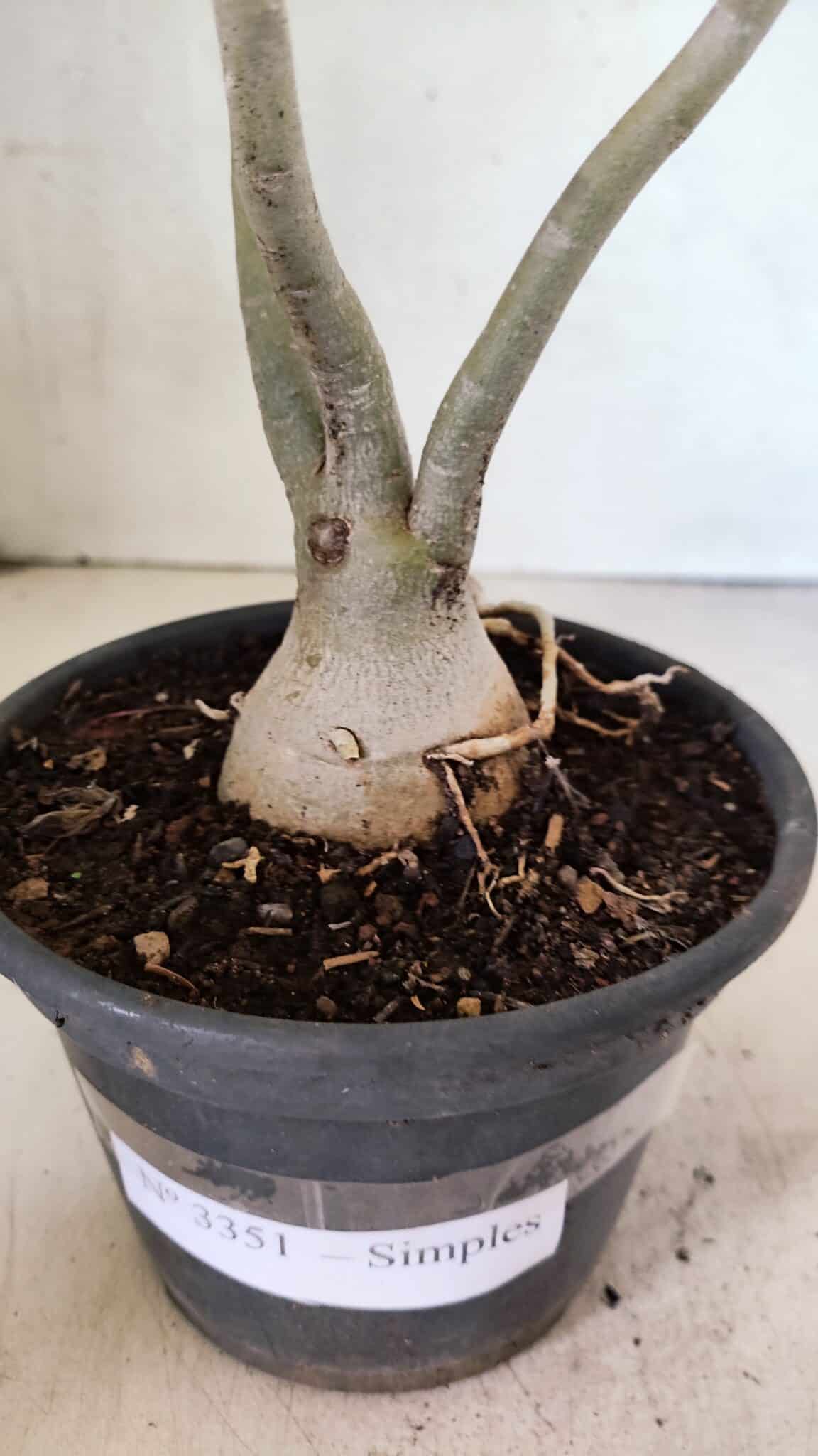 Planta Simples 3351 – 35cm – 03 anos - foto 7