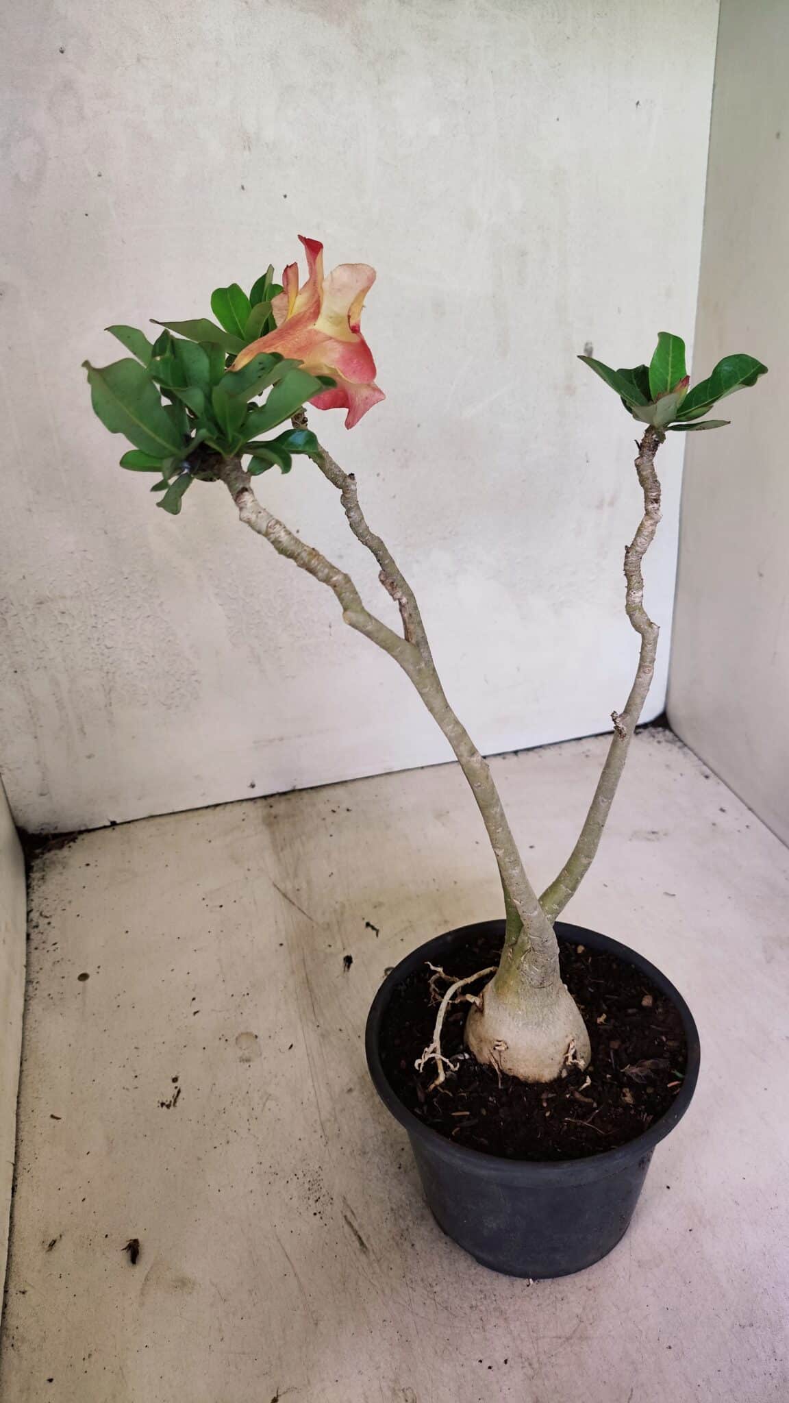 Planta Simples 3351 – 35cm – 03 anos - foto 6