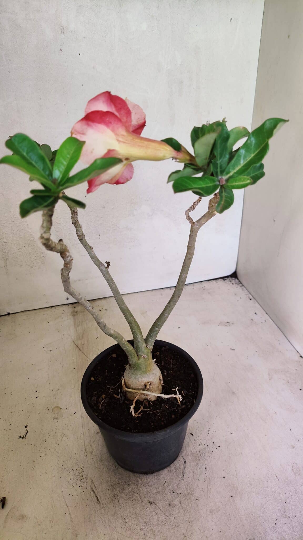 Planta Simples 3351 – 35cm – 03 anos - foto 5
