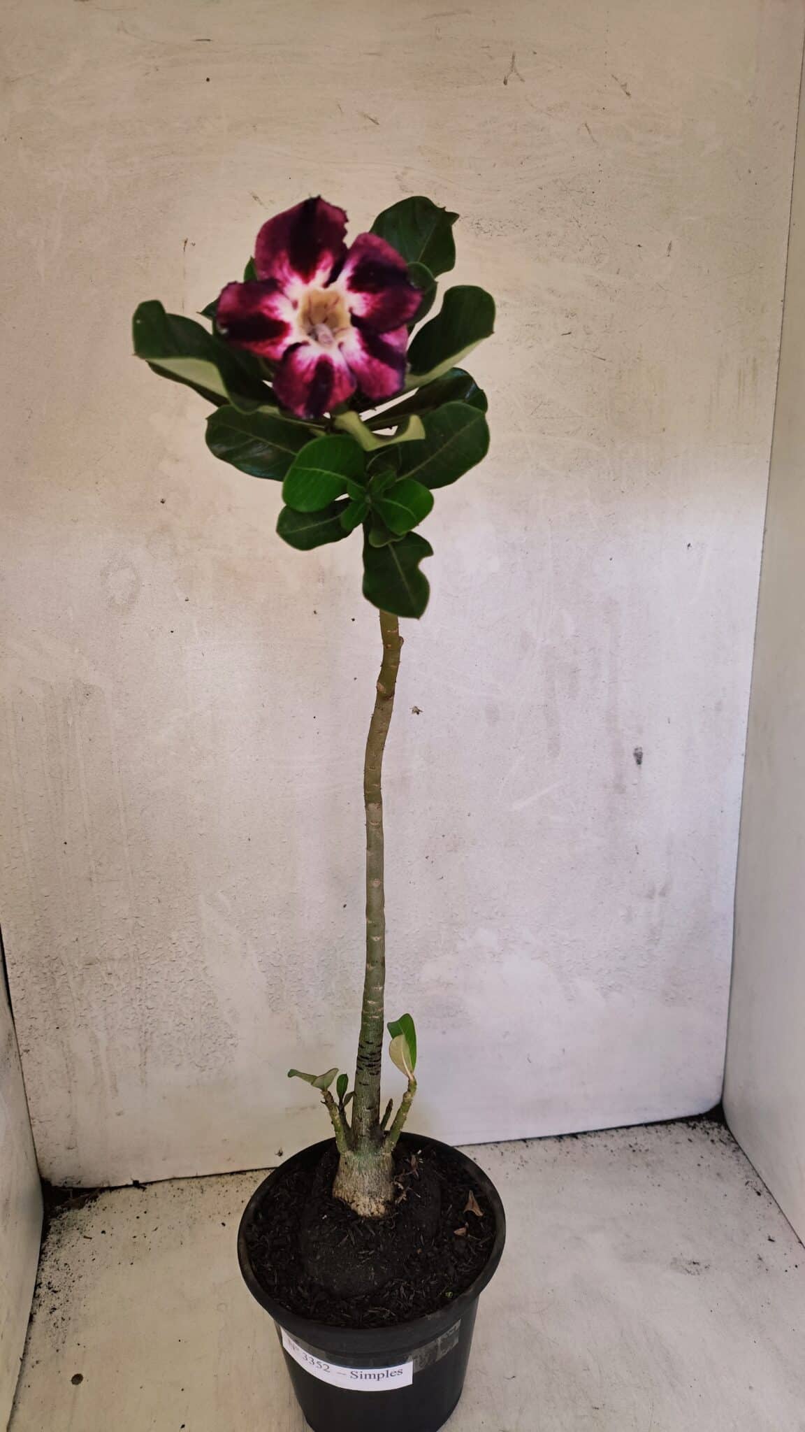 Planta Simples 3352 – 35cm – 03 anos - foto 2