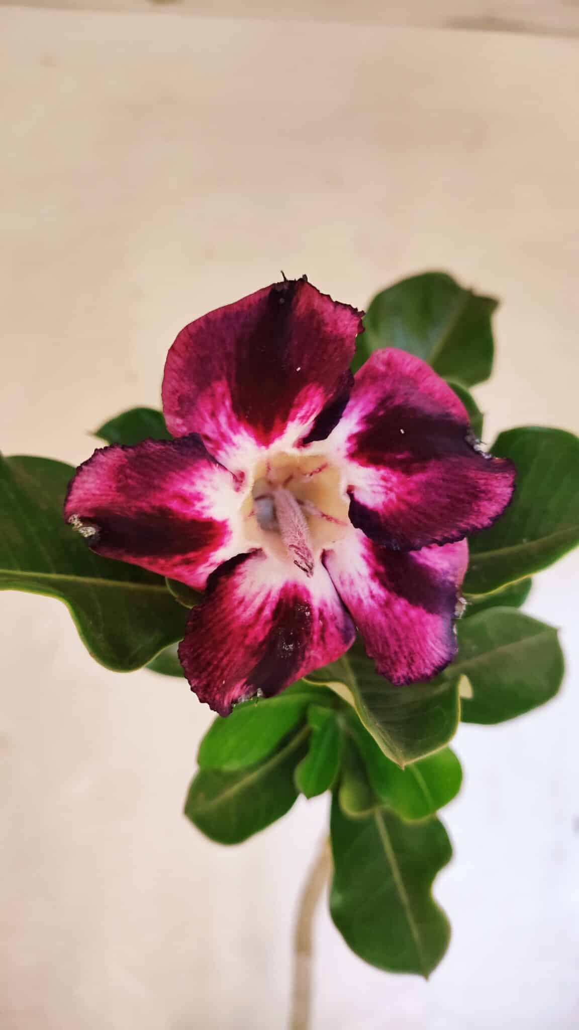 Planta Simples 3352 – 35cm – 03 anos - foto 3