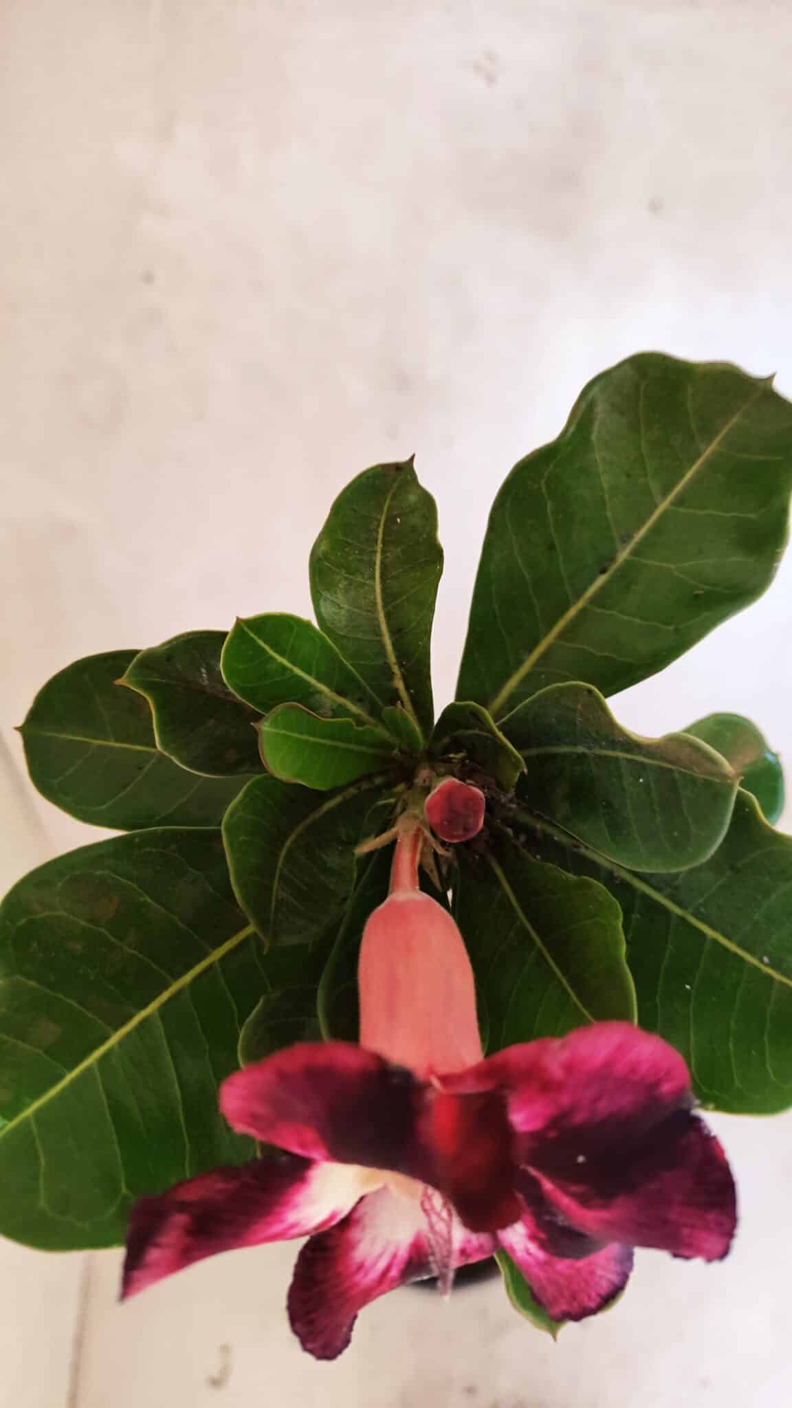 Planta Simples 3352 – 35cm – 03 anos - foto 4