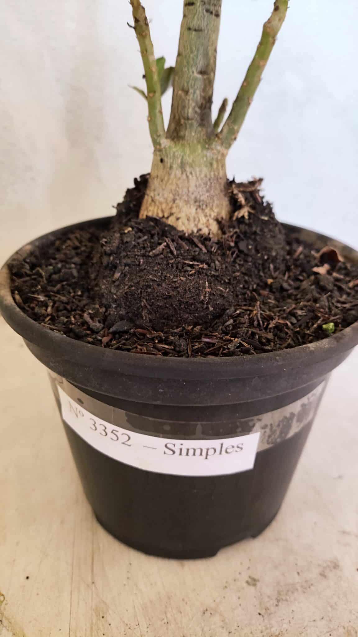 Planta Simples 3352 – 35cm – 03 anos - foto 6