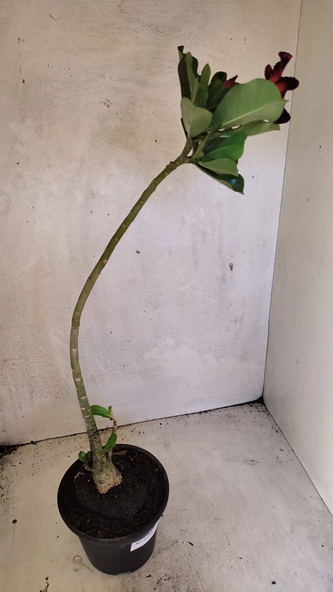 Planta Simples 3352 – 35cm – 03 anos - foto 5