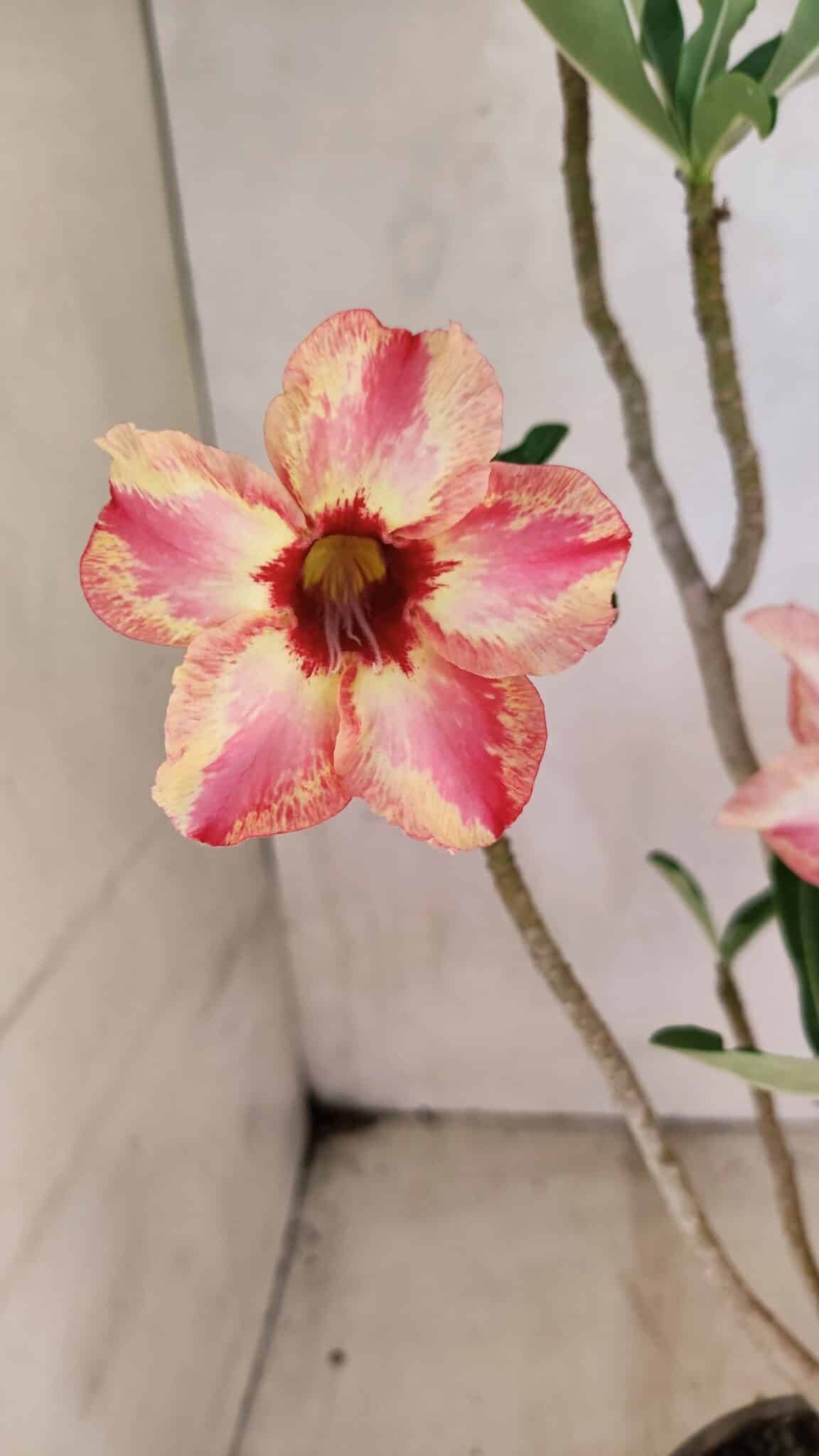 Planta Simples 3353 – 35cm – 03 anos - foto 3