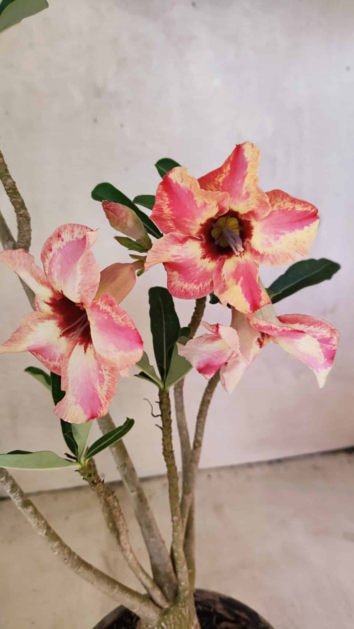Planta Simples 3353 – 35cm – 03 anos - foto 4