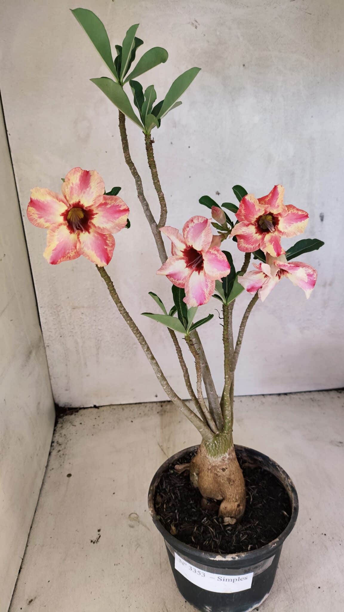 Planta Simples 3353 – 35cm – 03 anos - foto 2