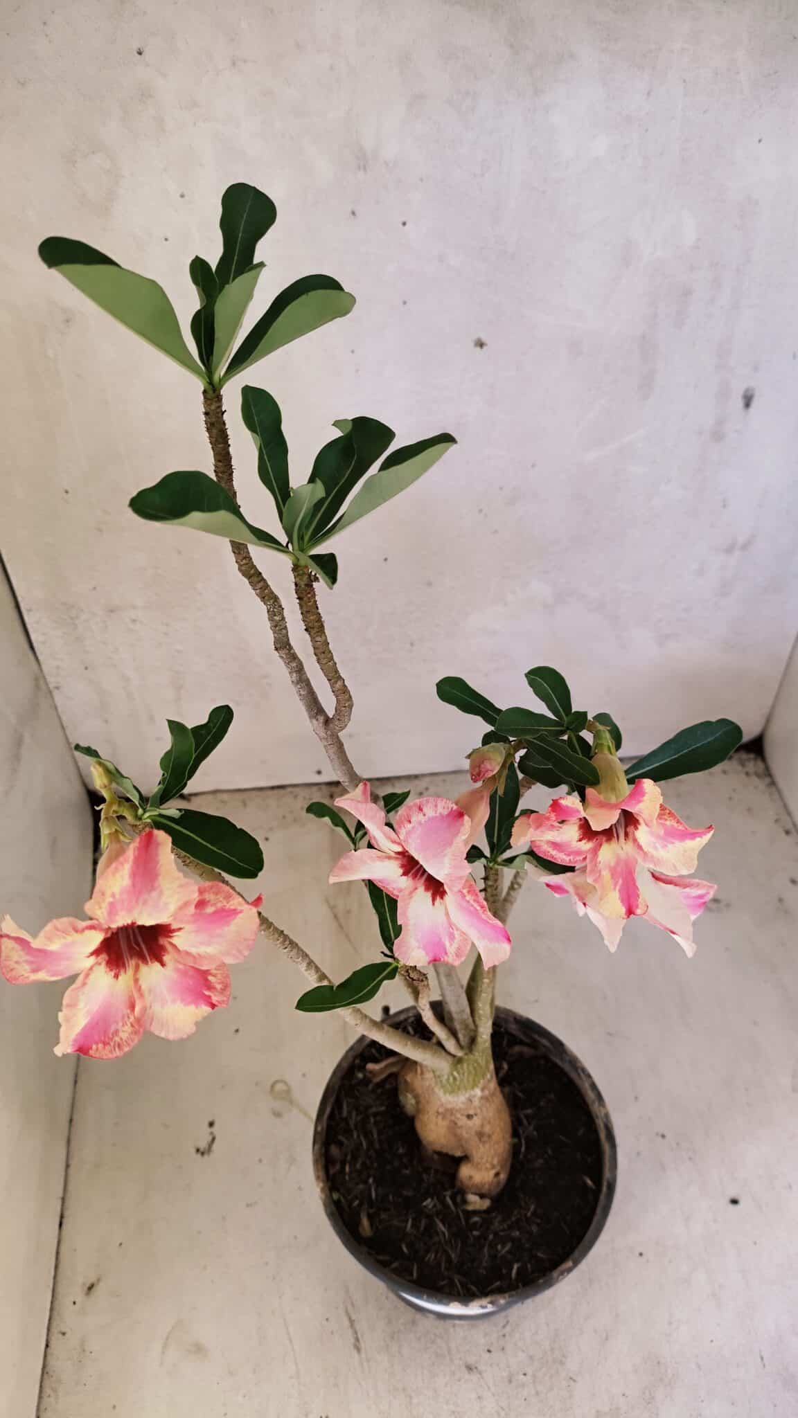 Planta Simples 3353 – 35cm – 03 anos - foto 6