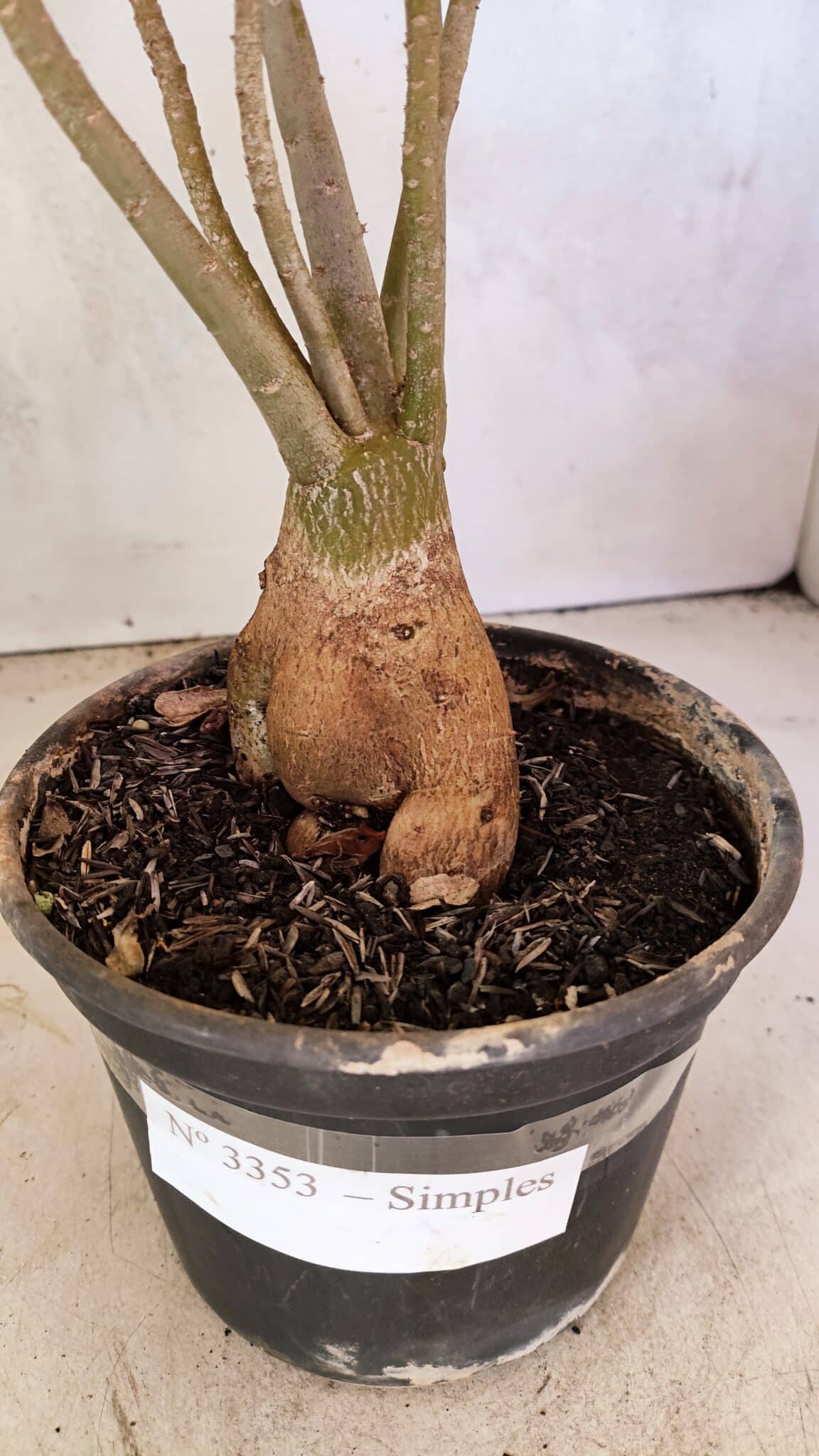 Planta Simples 3353 – 35cm – 03 anos - foto 5