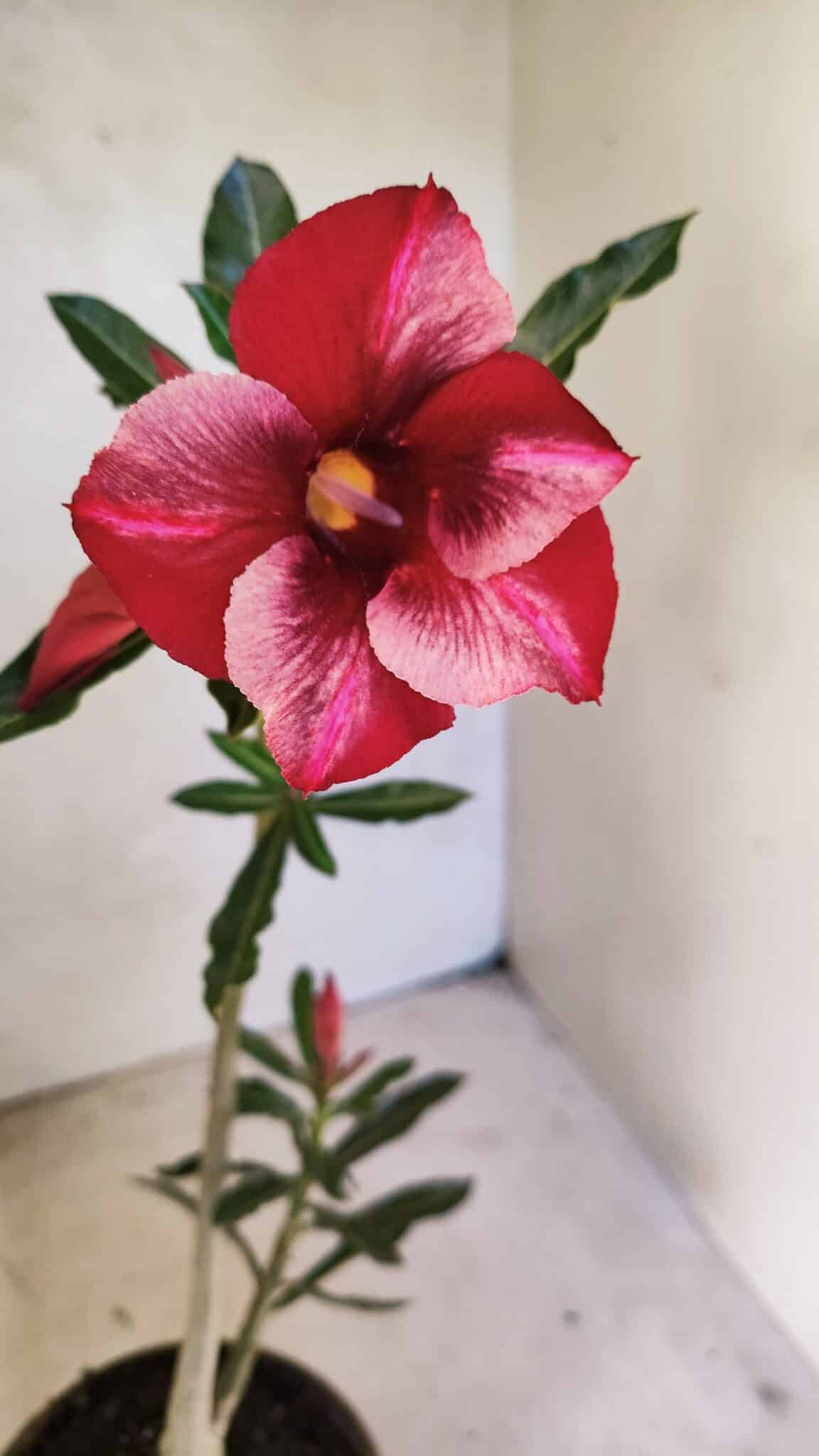Planta Simples 3355 – 30cm – 02 anos - foto 3