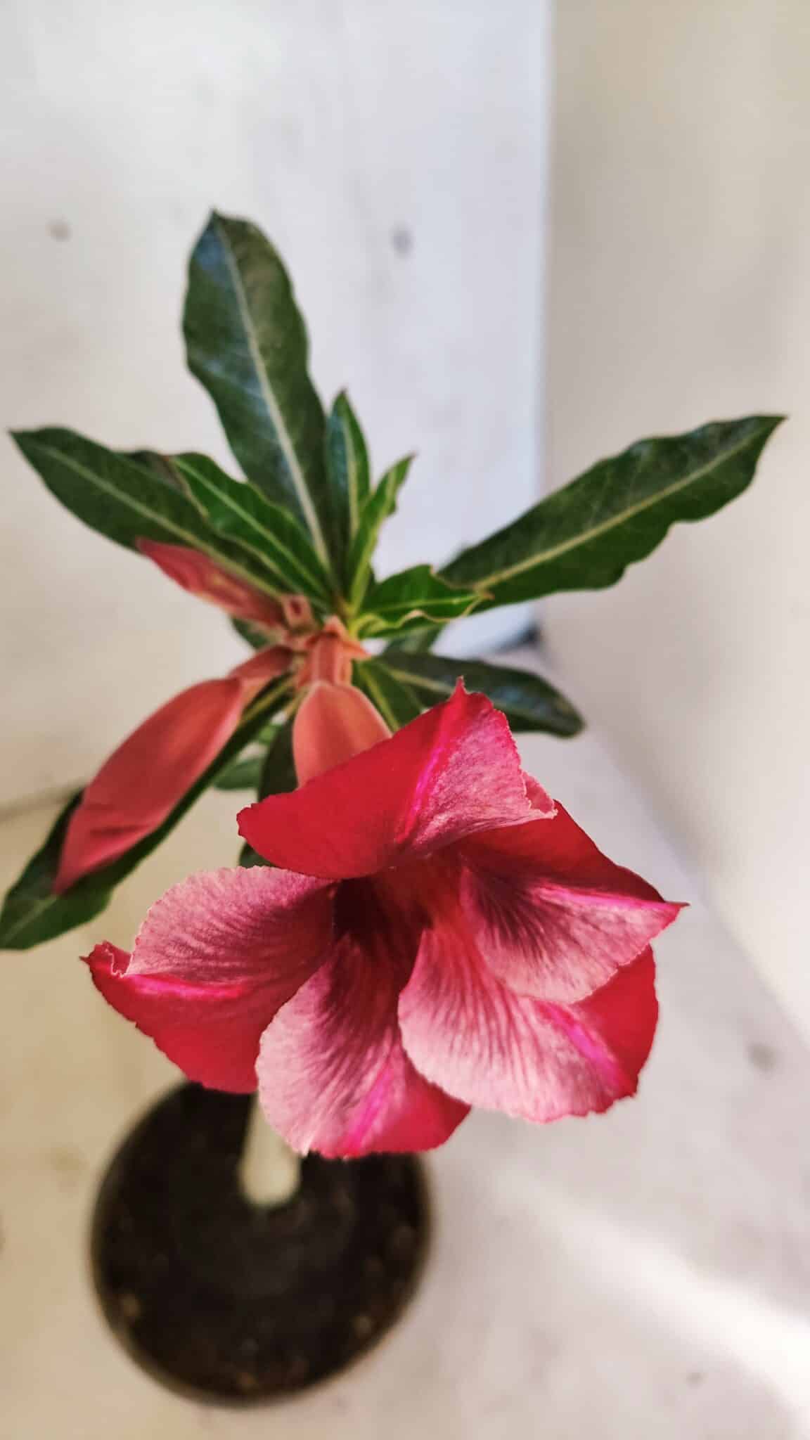 Planta Simples 3355 – 30cm – 02 anos - foto 4