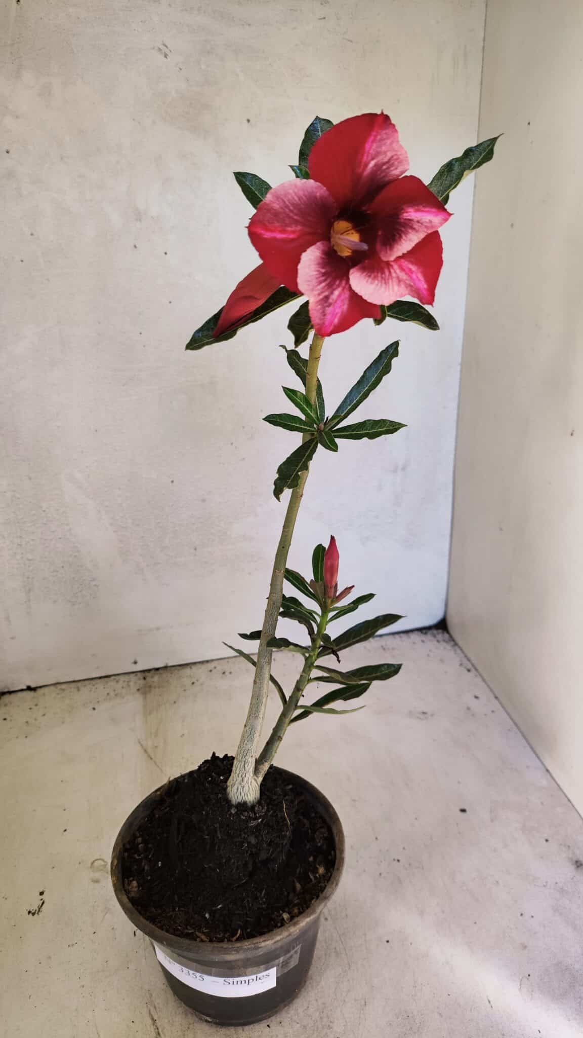 Planta Simples 3355 – 30cm – 02 anos - foto 2