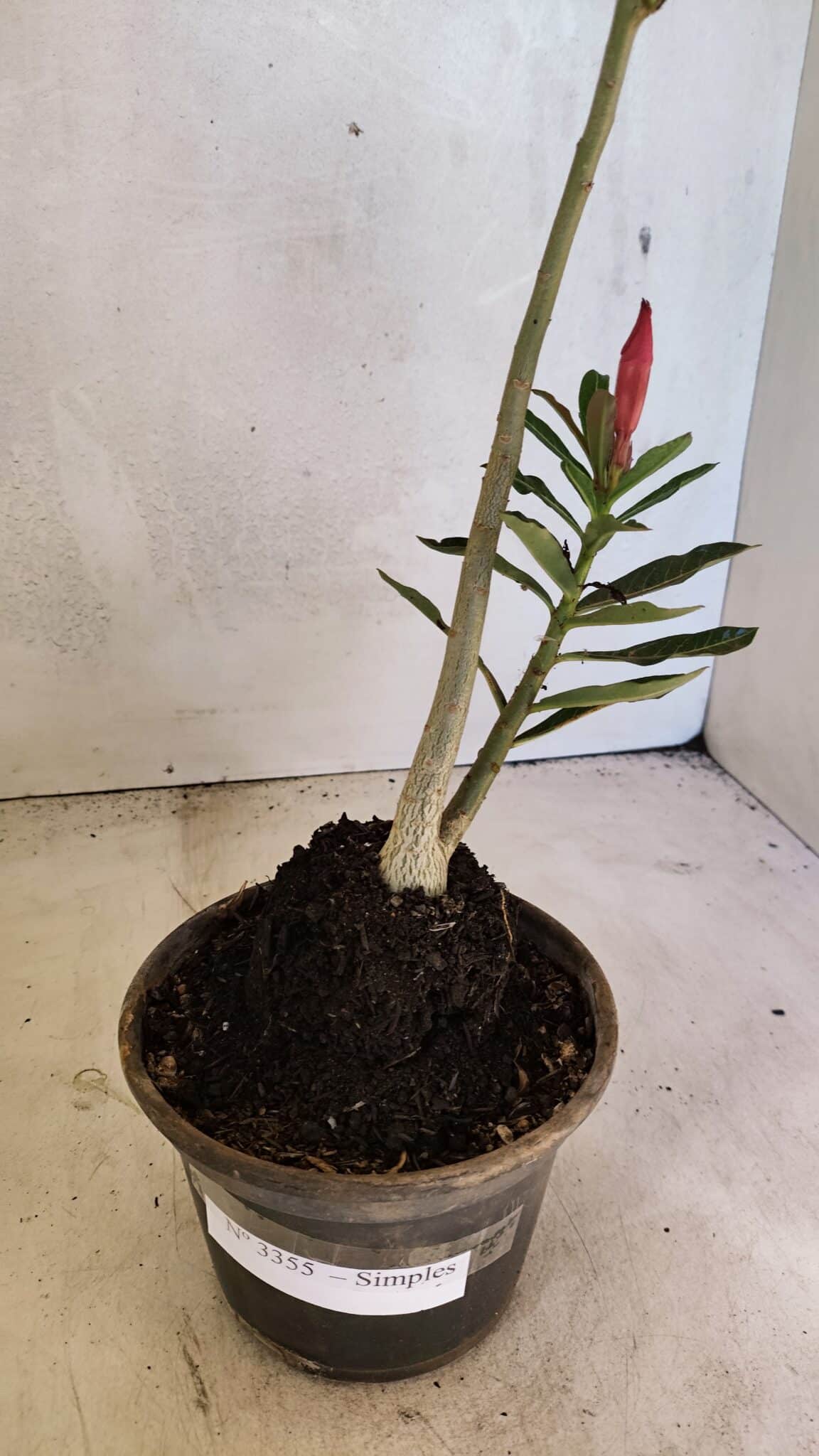 Planta Simples 3355 – 30cm – 02 anos - foto 6