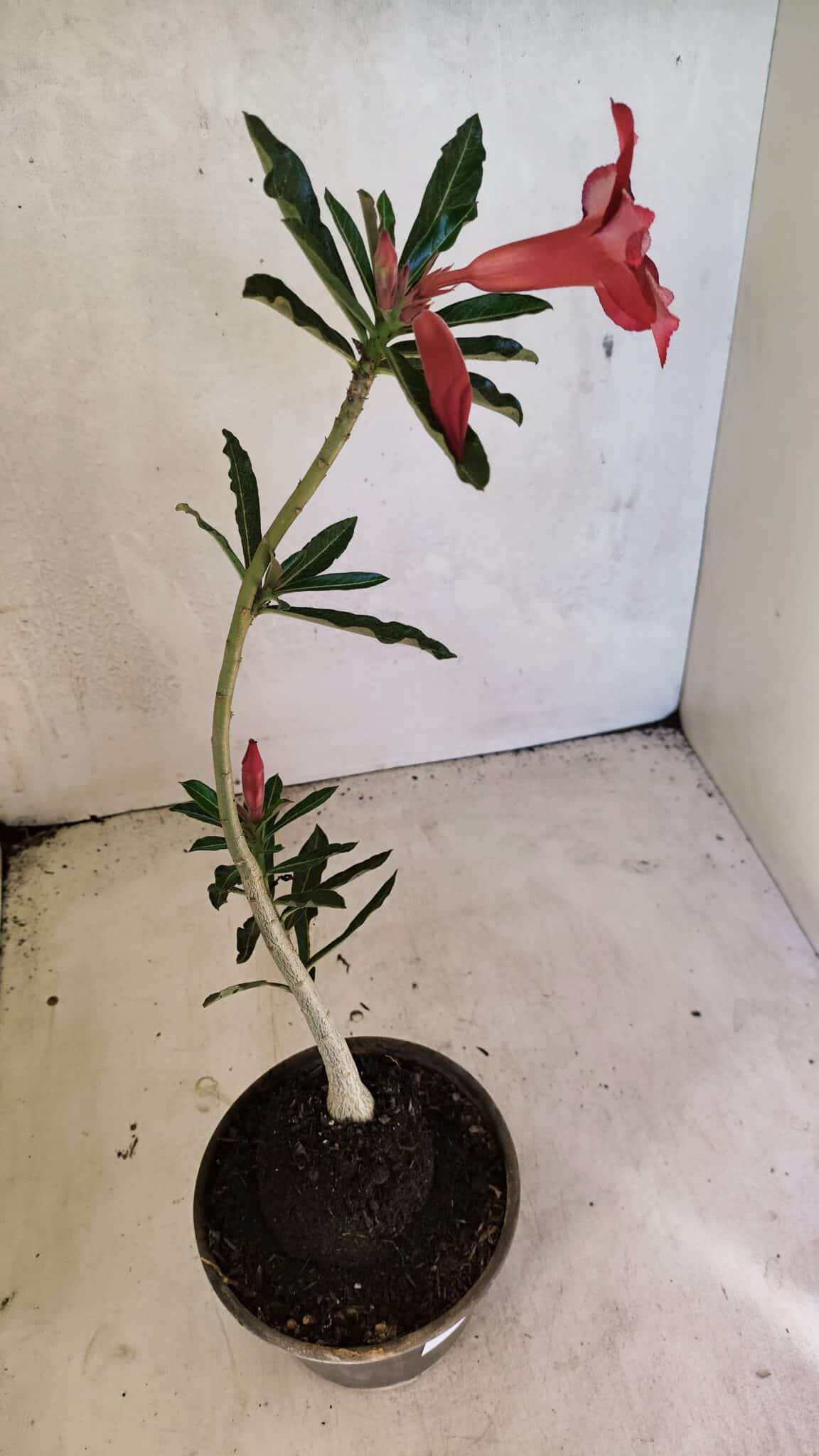 Planta Simples 3355 – 30cm – 02 anos - foto 5