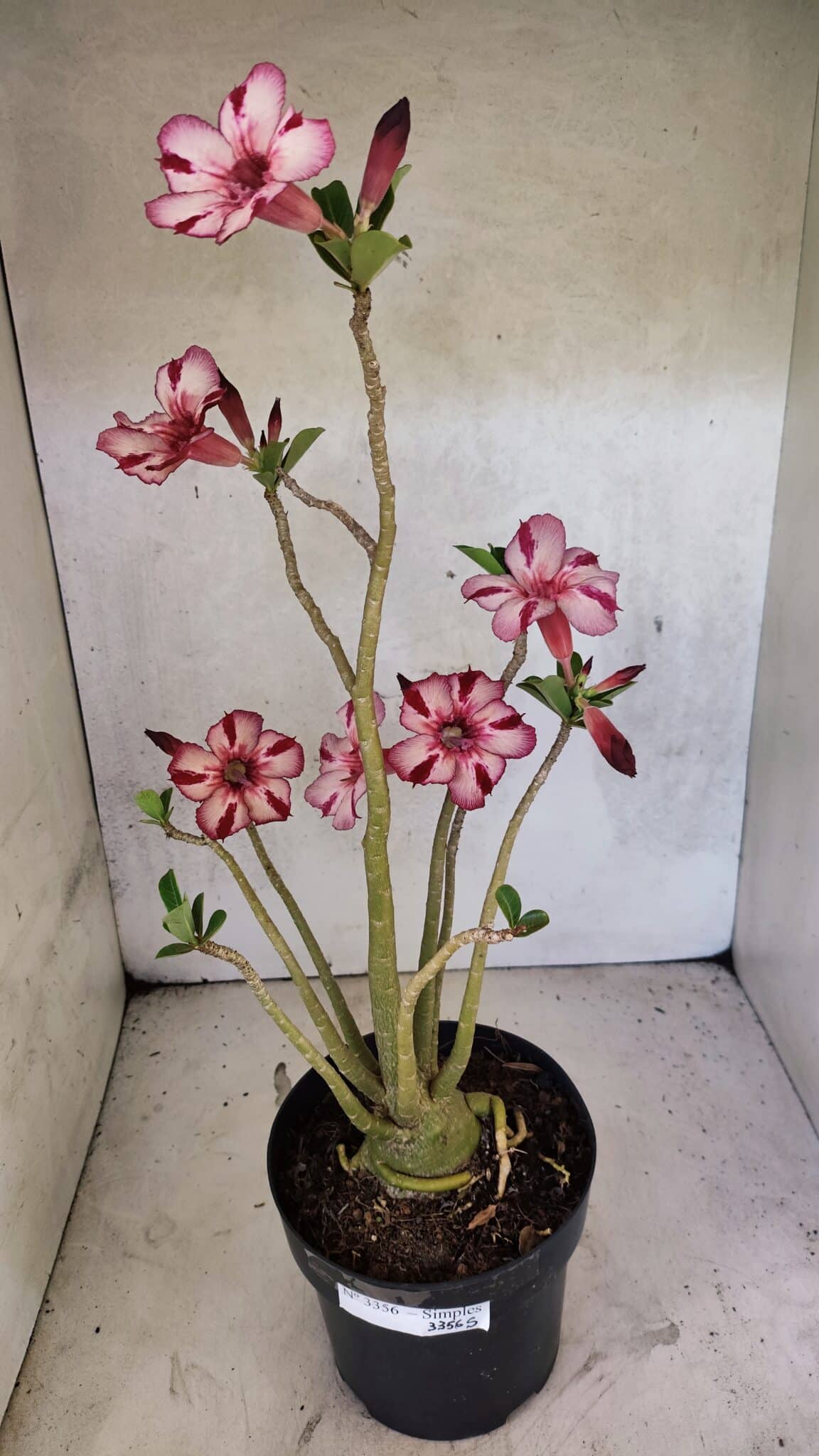 Planta Simples 3356 – 45cm – 04 anos - foto 2
