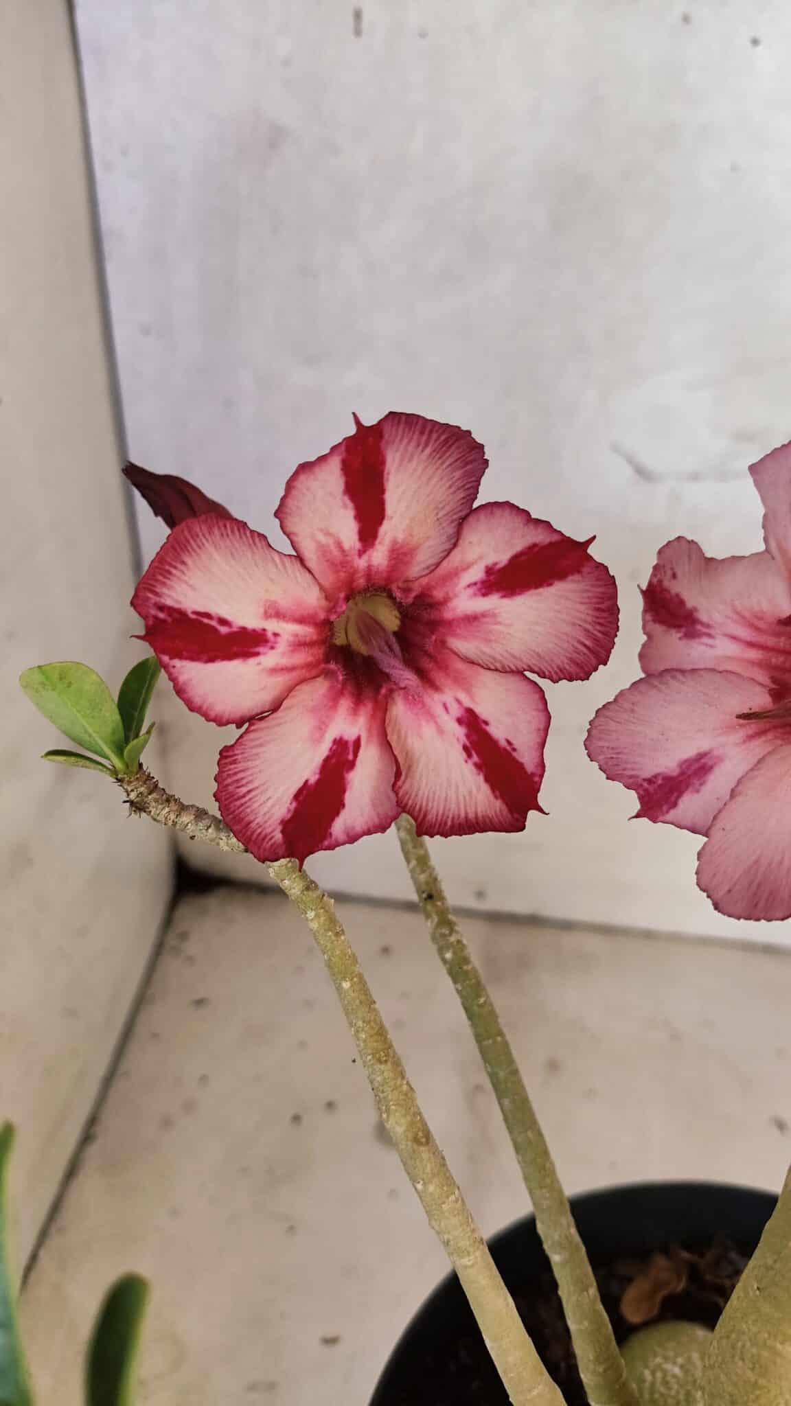 Planta Simples 3356 – 45cm – 04 anos - foto 4