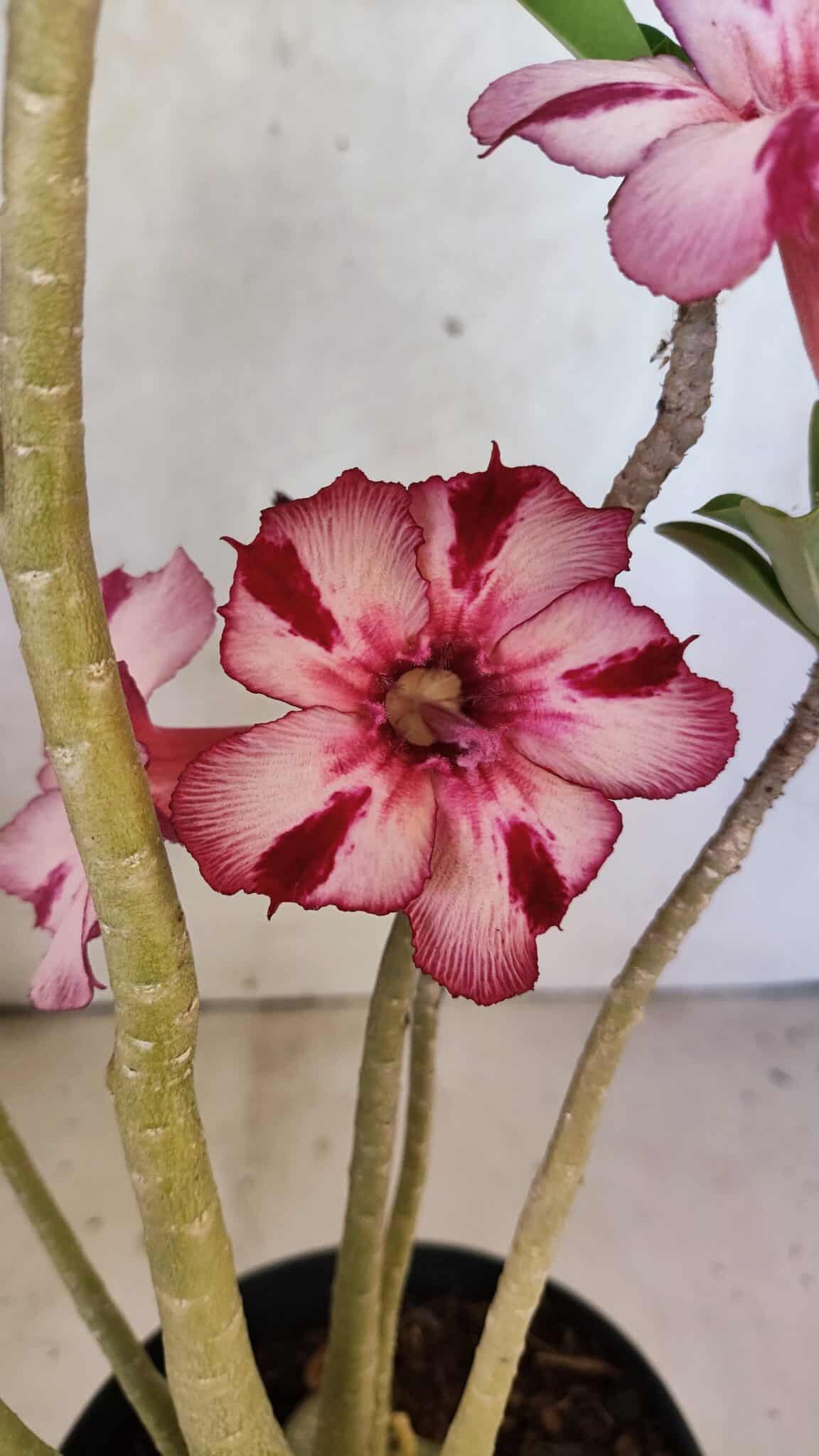Planta Simples 3356 – 45cm – 04 anos - foto 3