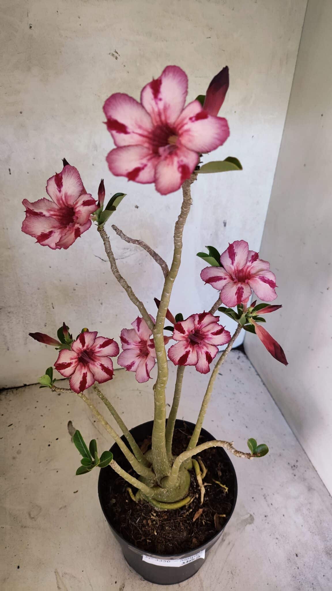 Planta Simples 3356 – 45cm – 04 anos - foto 5