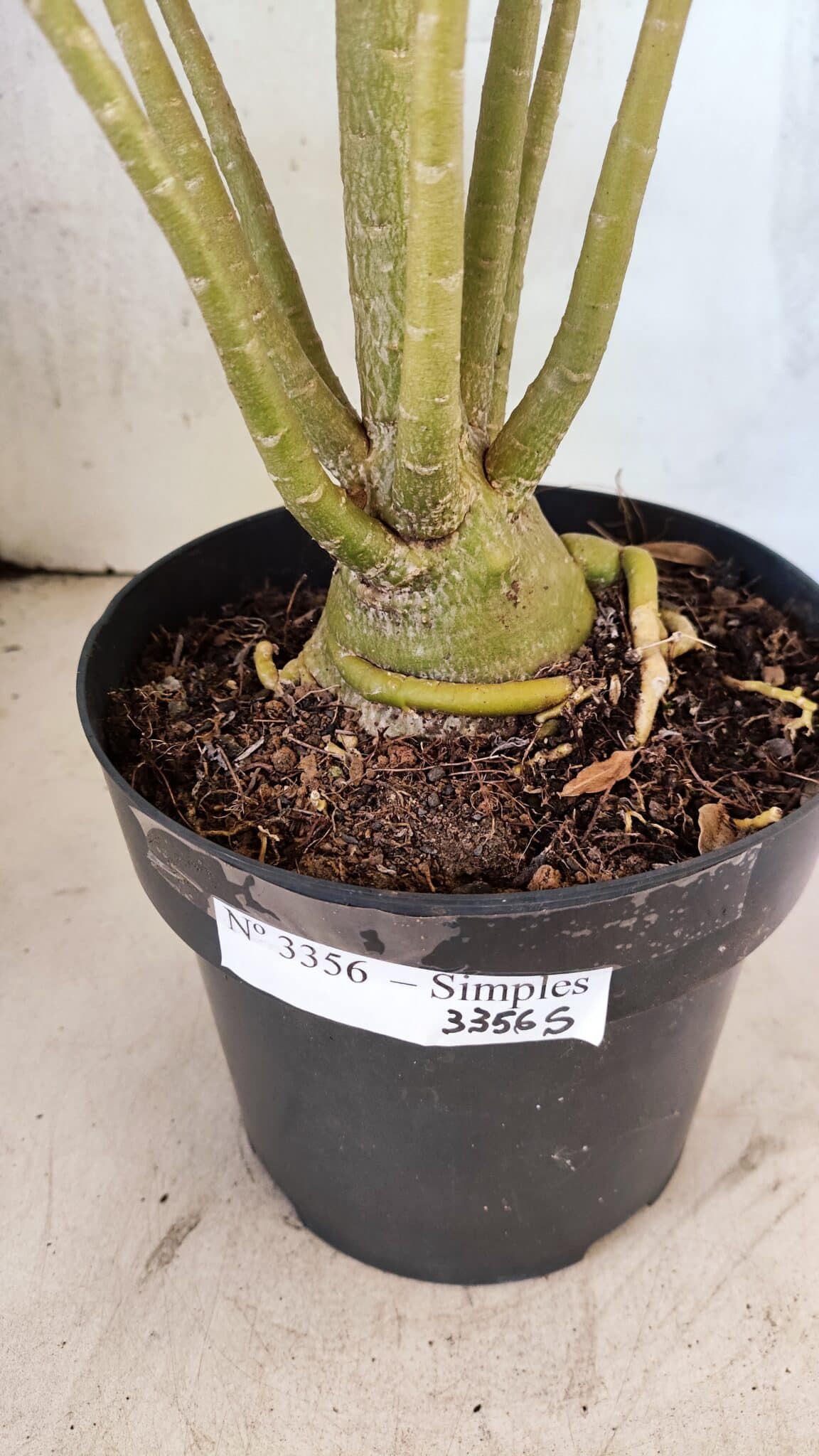 Planta Simples 3356 – 45cm – 04 anos - foto 8