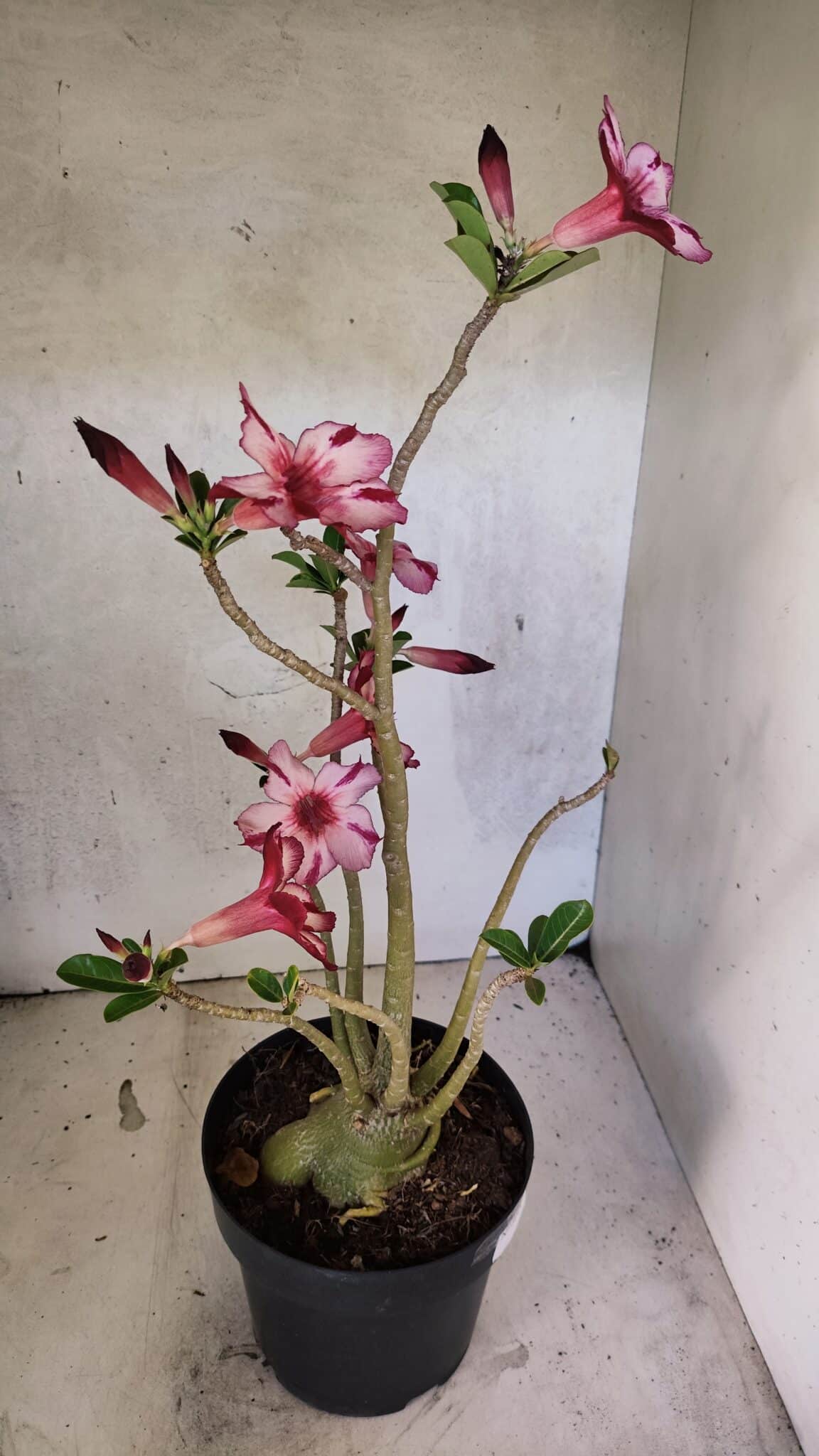 Planta Simples 3356 – 45cm – 04 anos - foto 7