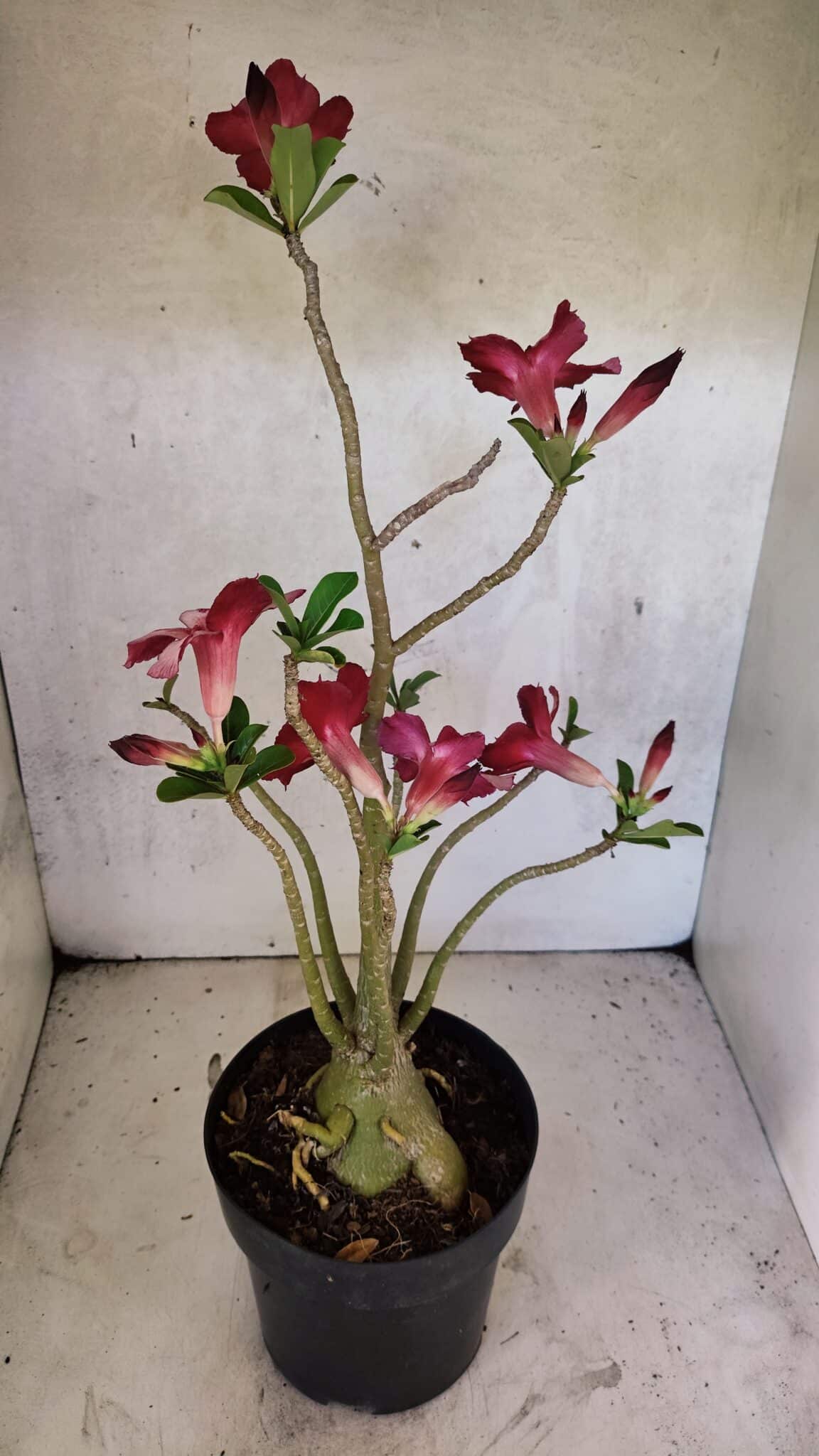 Planta Simples 3356 – 45cm – 04 anos - foto 6