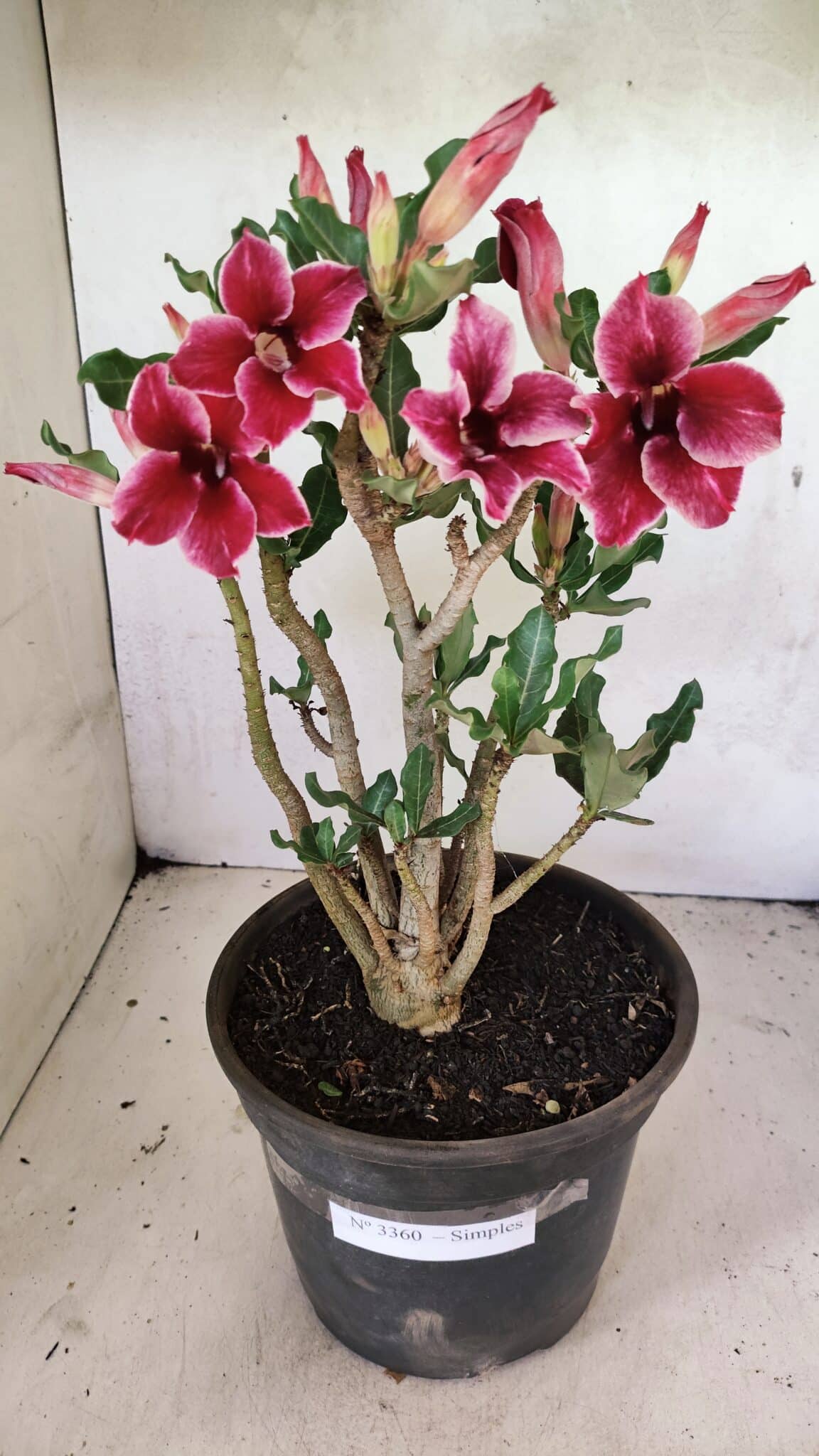 Planta Simples 3360 – 35cm – 04 anos - foto 2