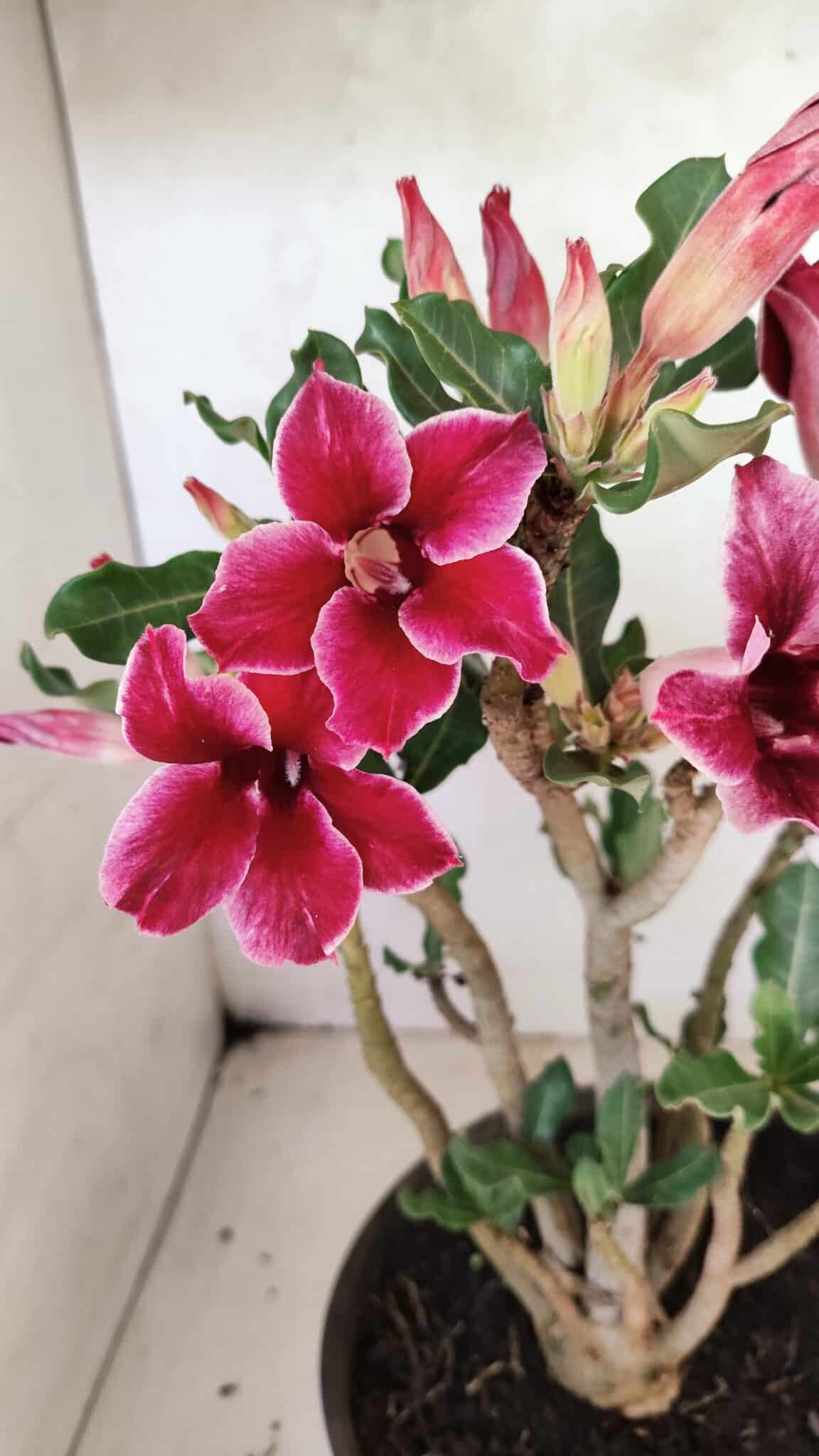 Planta Simples 3360 – 35cm – 04 anos - foto 3