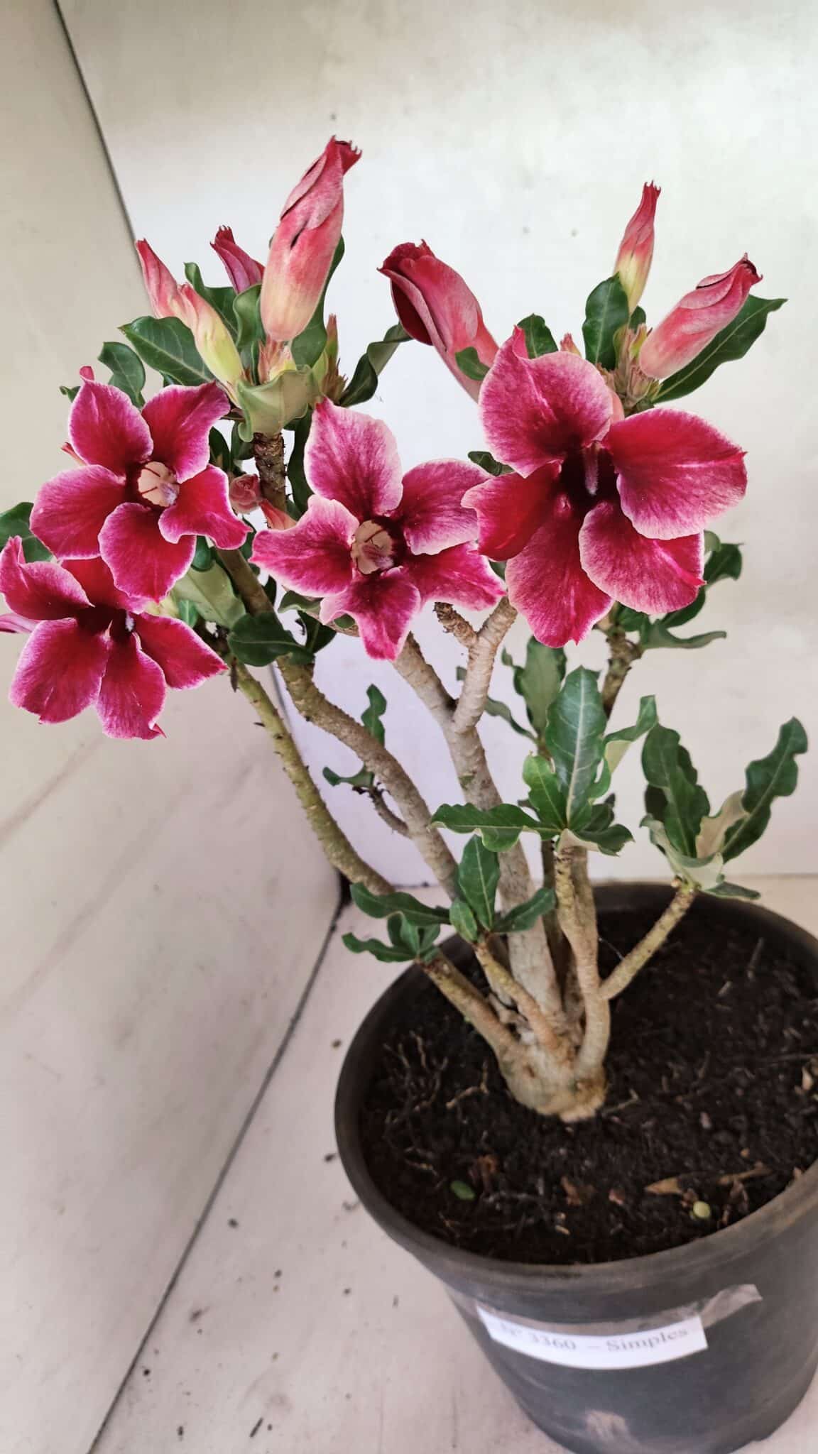 Planta Simples 3360 – 35cm – 04 anos - foto 7