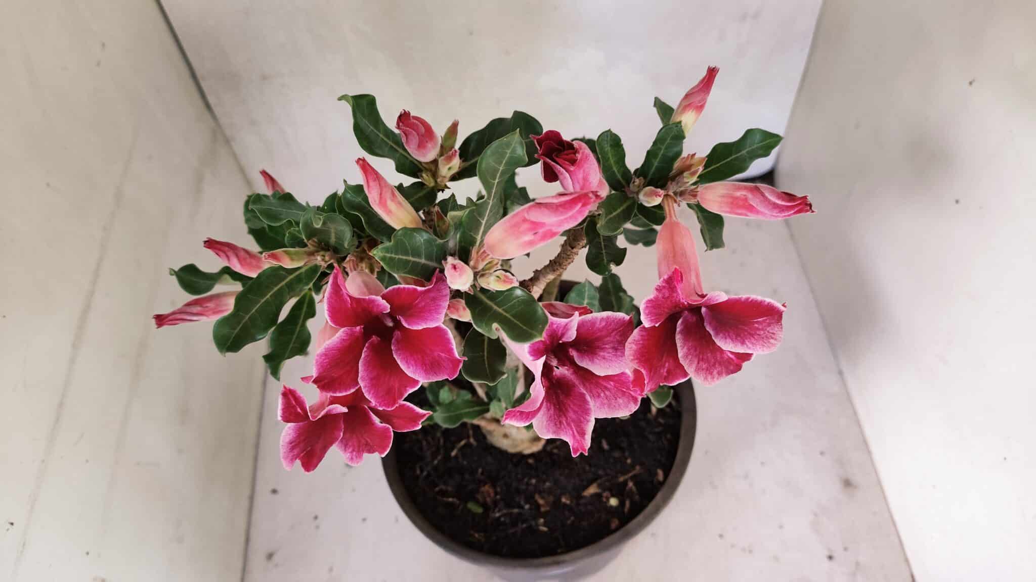 Planta Simples 3360 – 35cm – 04 anos - foto 4