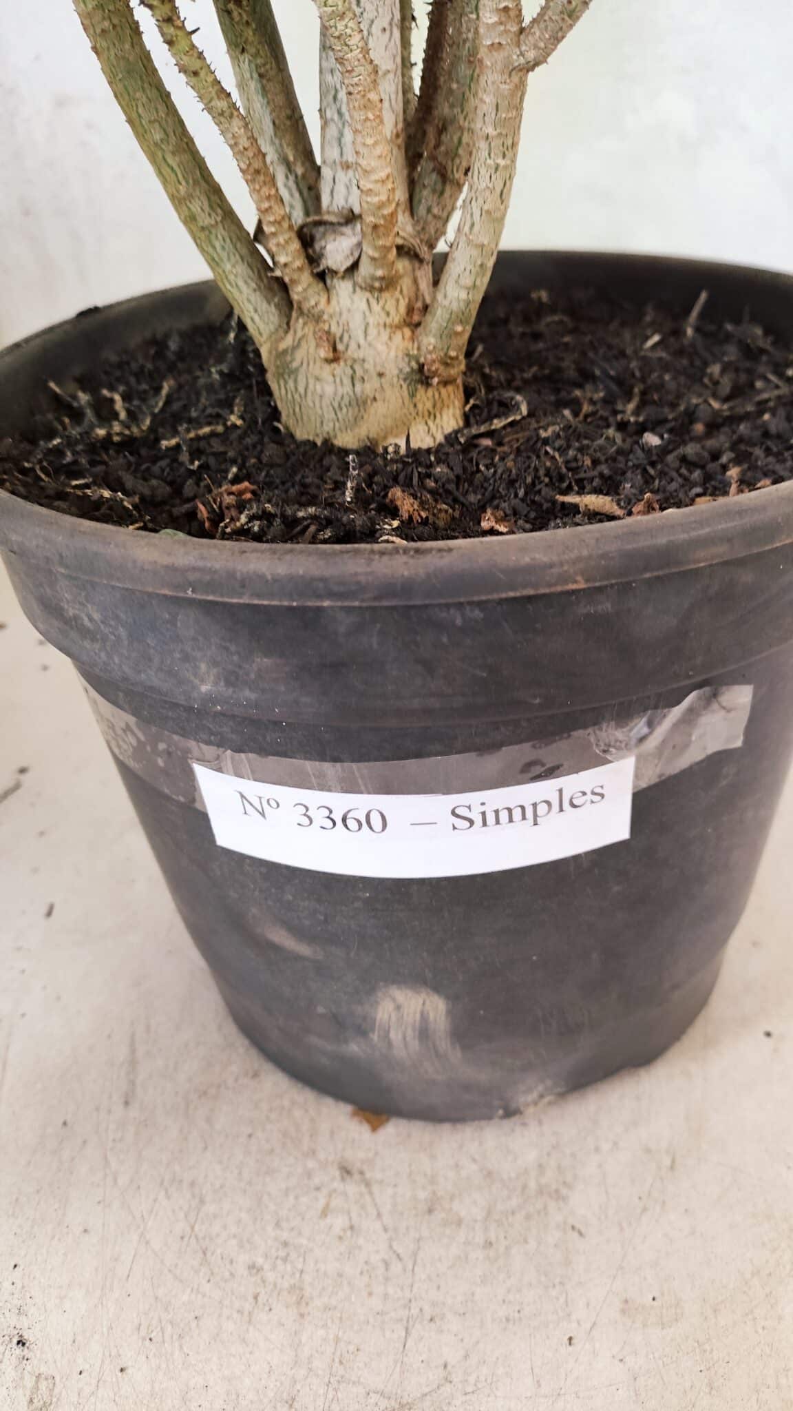 Planta Simples 3360 – 35cm – 04 anos - foto 6