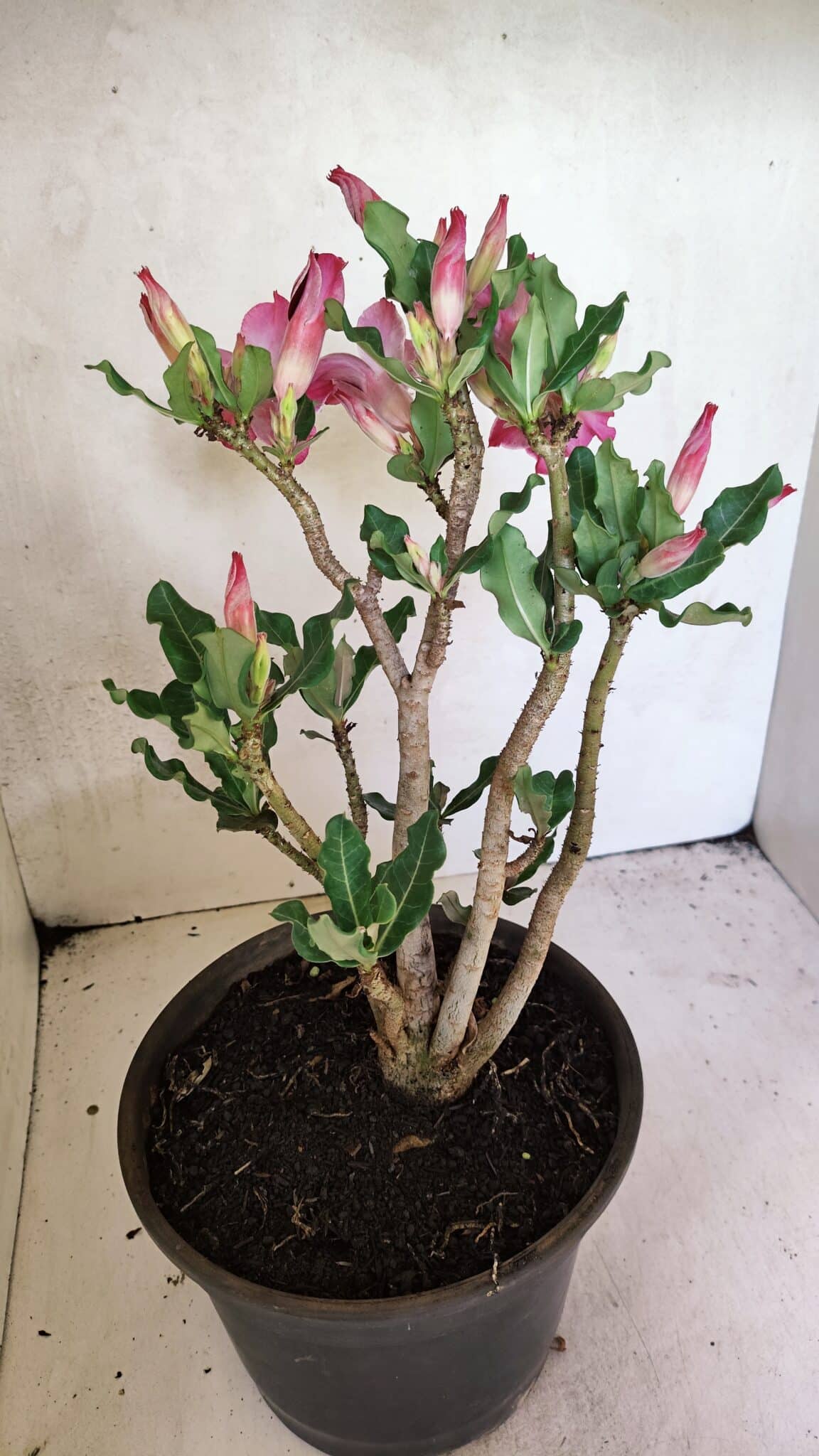 Planta Simples 3360 – 35cm – 04 anos - foto 5