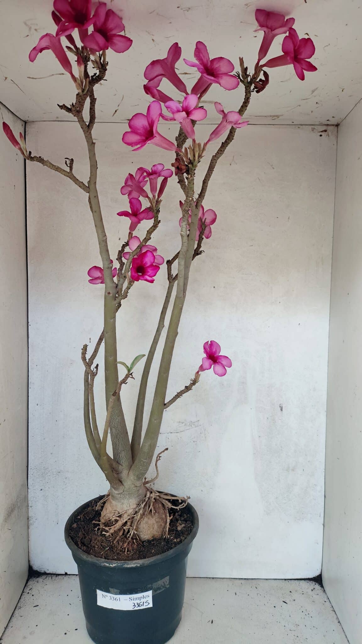 Planta Simples 3361 – 65cm – 06 anos - foto 2