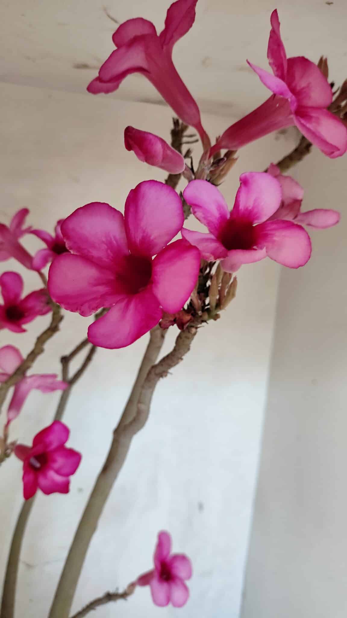 Planta Simples 3361 – 65cm – 06 anos - foto 4