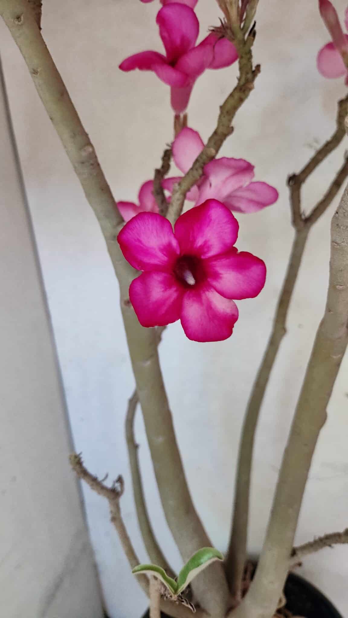 Planta Simples 3361 – 65cm – 06 anos - foto 3