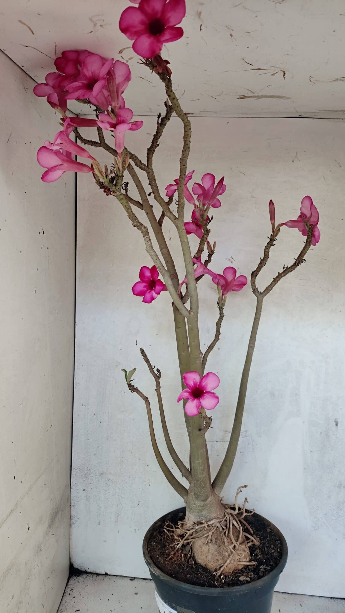 Planta Simples 3361 – 65cm – 06 anos - foto 7