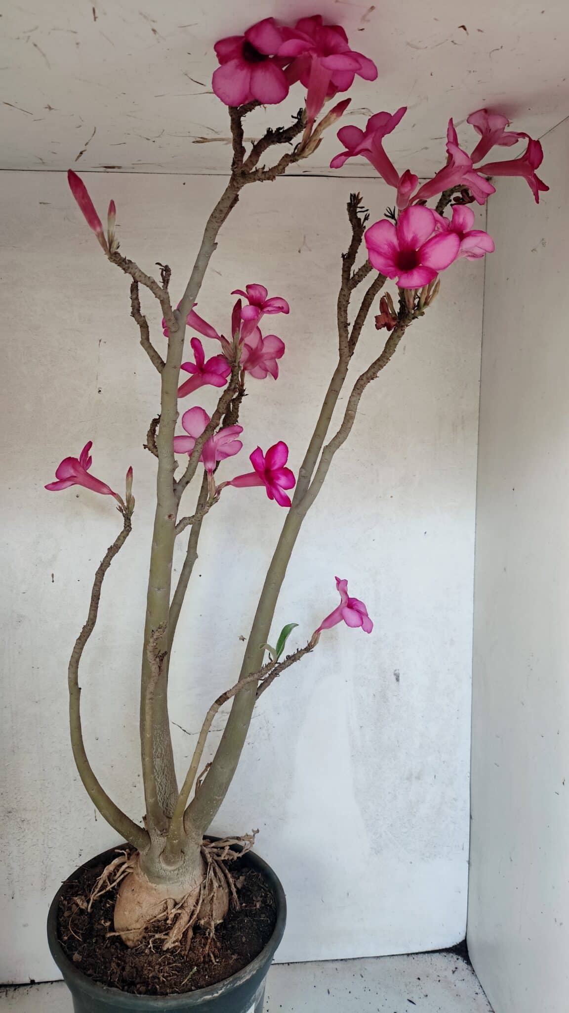 Planta Simples 3361 – 65cm – 06 anos - foto 6