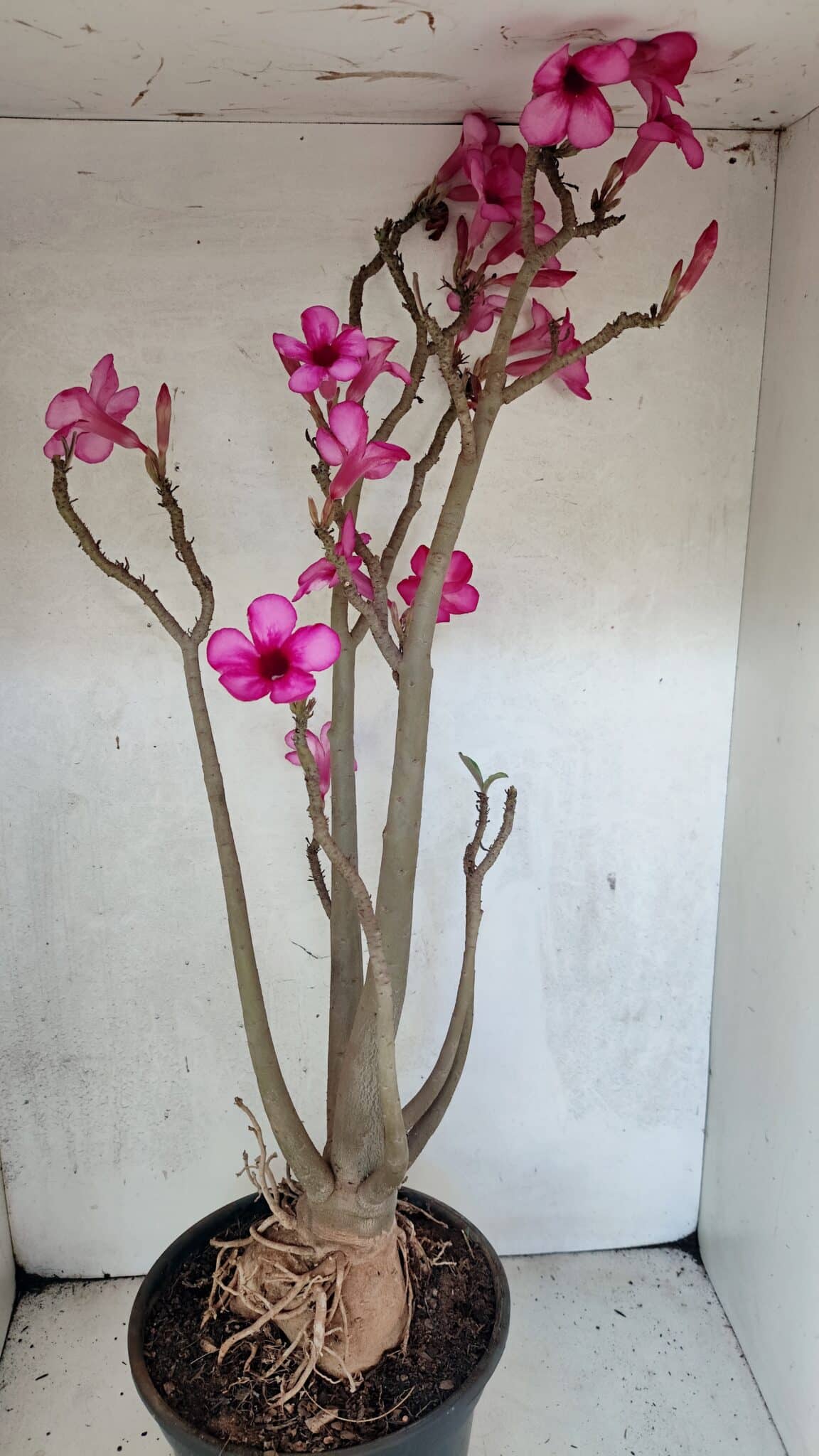 Planta Simples 3361 – 65cm – 06 anos - foto 5