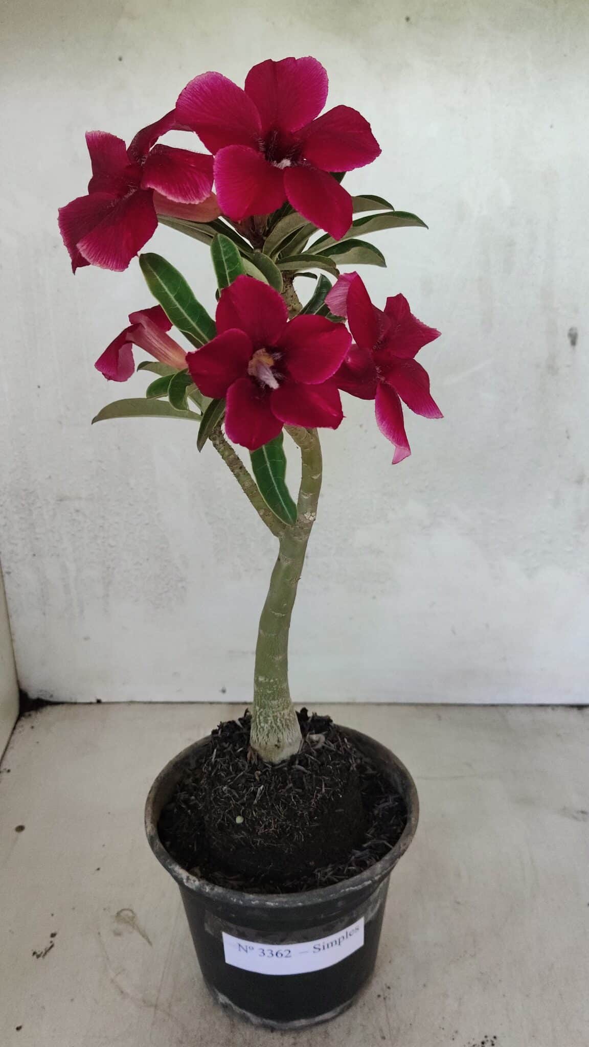 Planta Simples 3362 – 35cm – 03 anos - foto 2